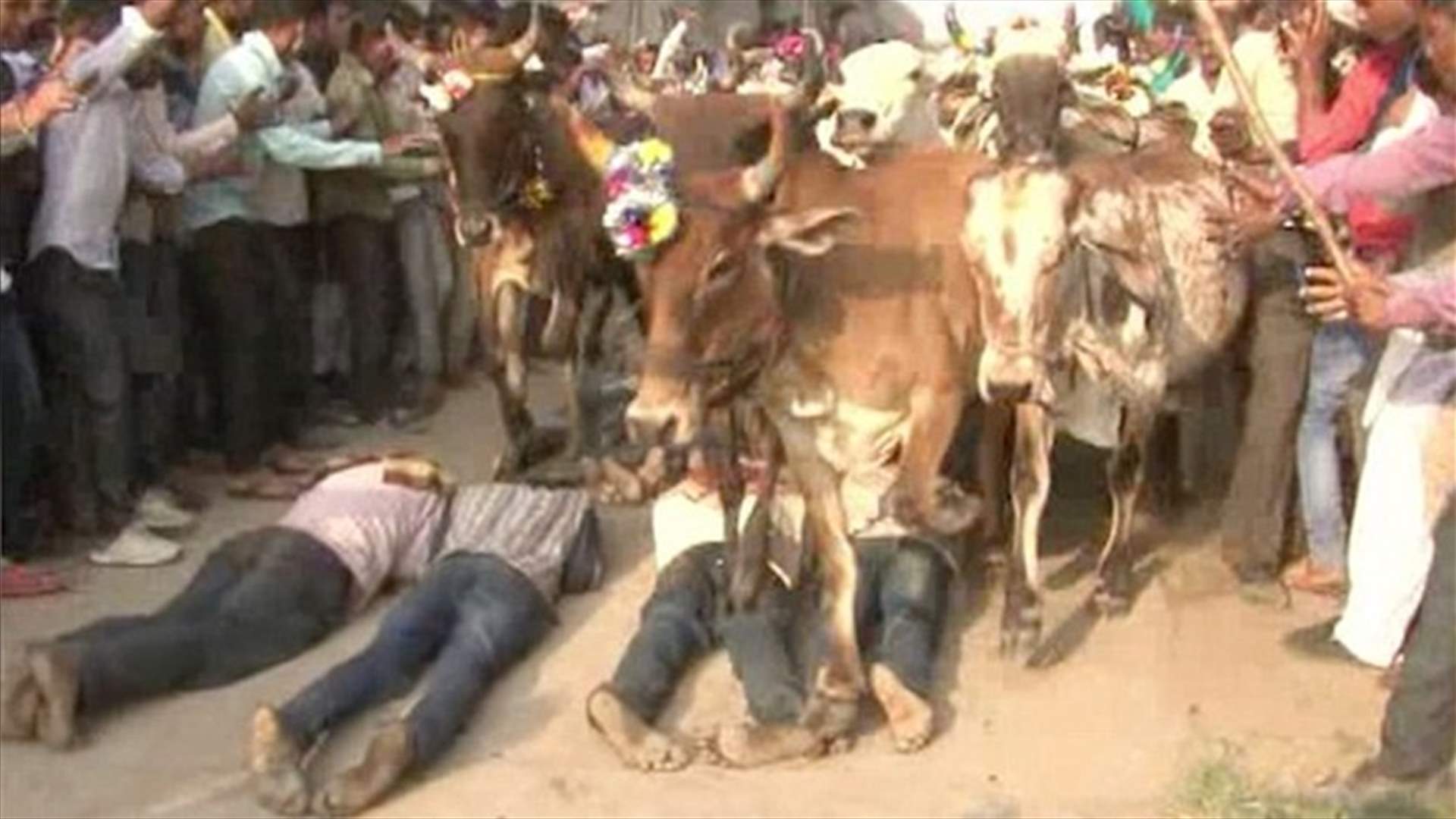بالفيديو- لضمان الحظ والازدهار... رجال يتعرّضون للدهس من الابقار!