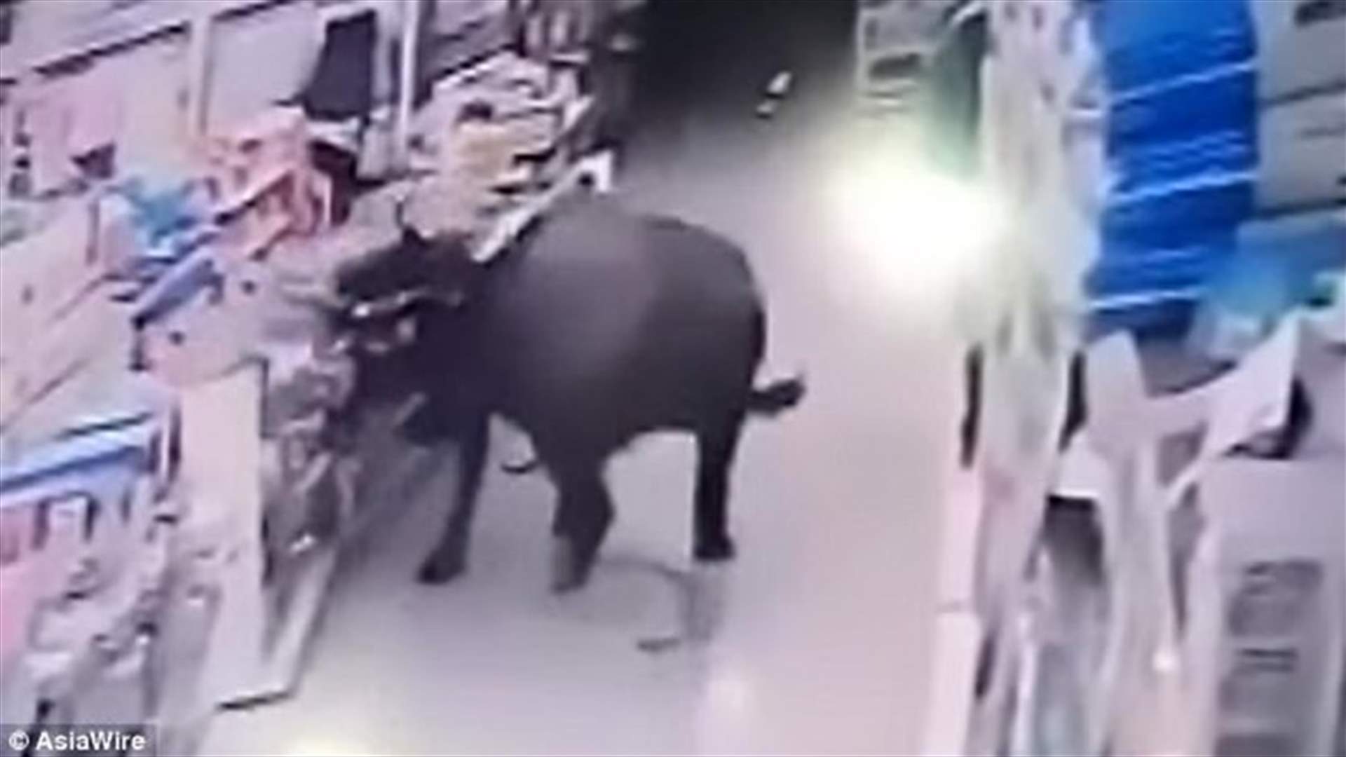 بالفيديو- ثور هائج يهاجم امرأة حامل في متجر للتسوق!