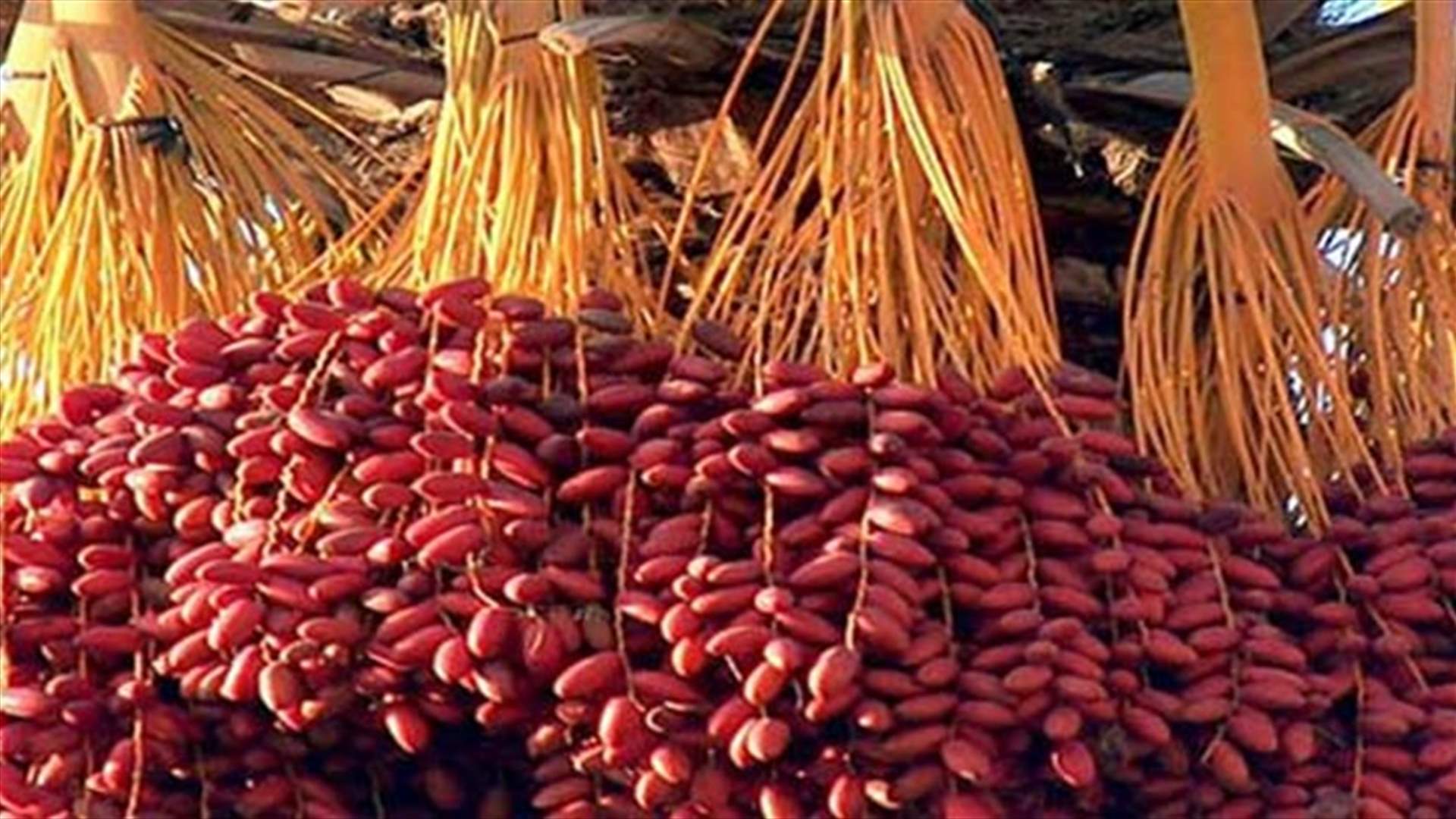 بالصورة - في طرابلس... للبلح "عندَه" طعم آخر