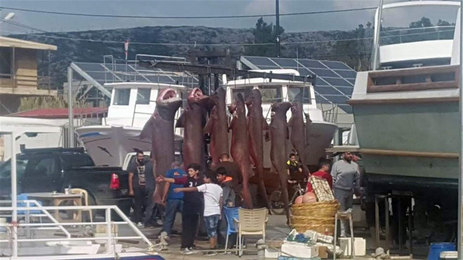 [PHOTOS] Massacre against sharks at Batroun seaport