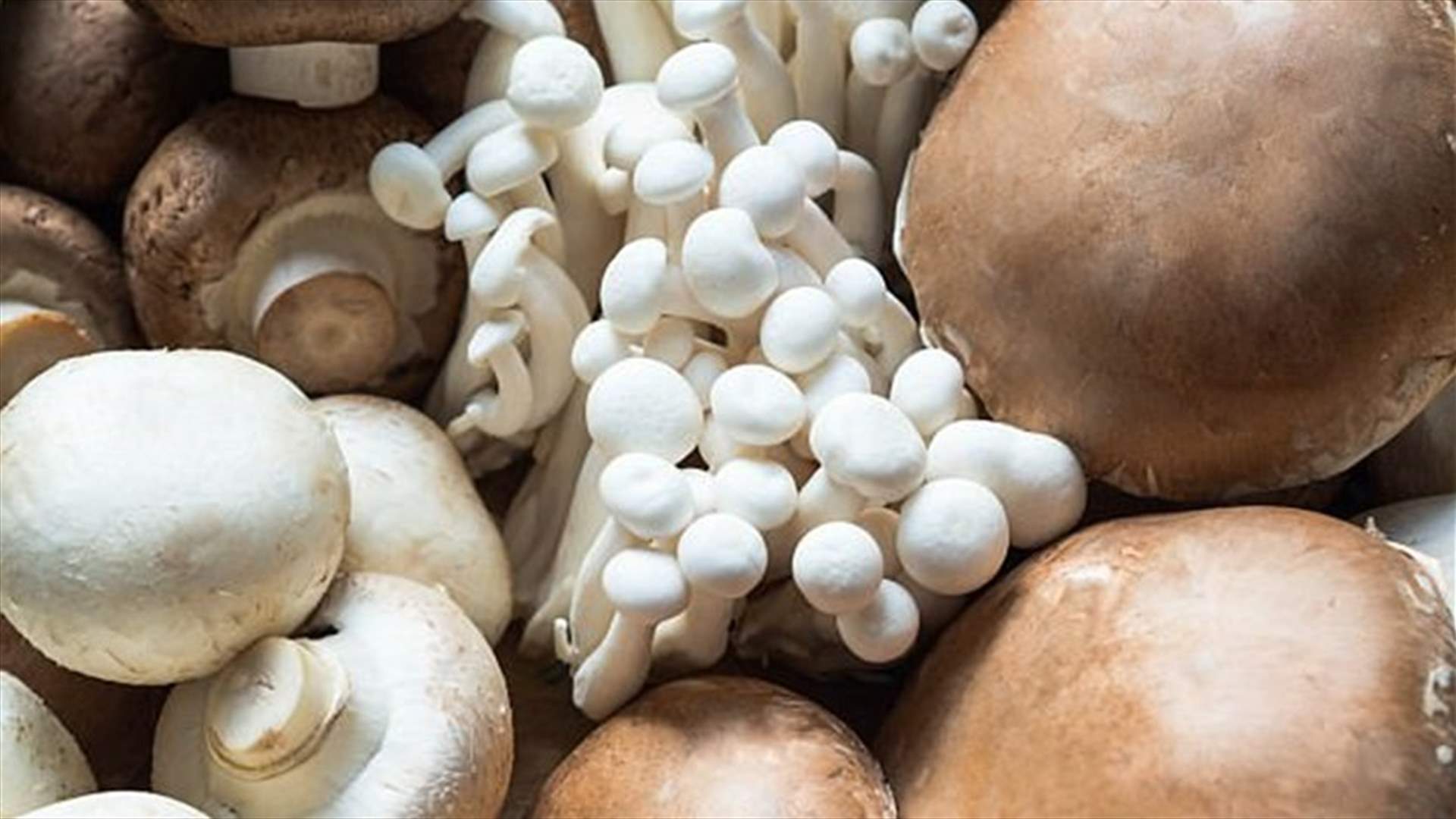 ما هي فوائد تناول خمس حبات من الفطر يومياً؟