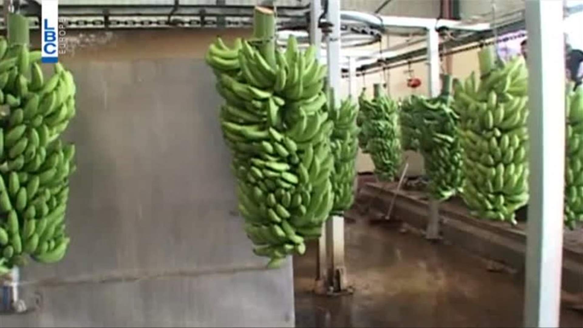 اعتصام لمزارعي الموز: ﻻيجاد حلول لتأمين تصريف انتاج الموز