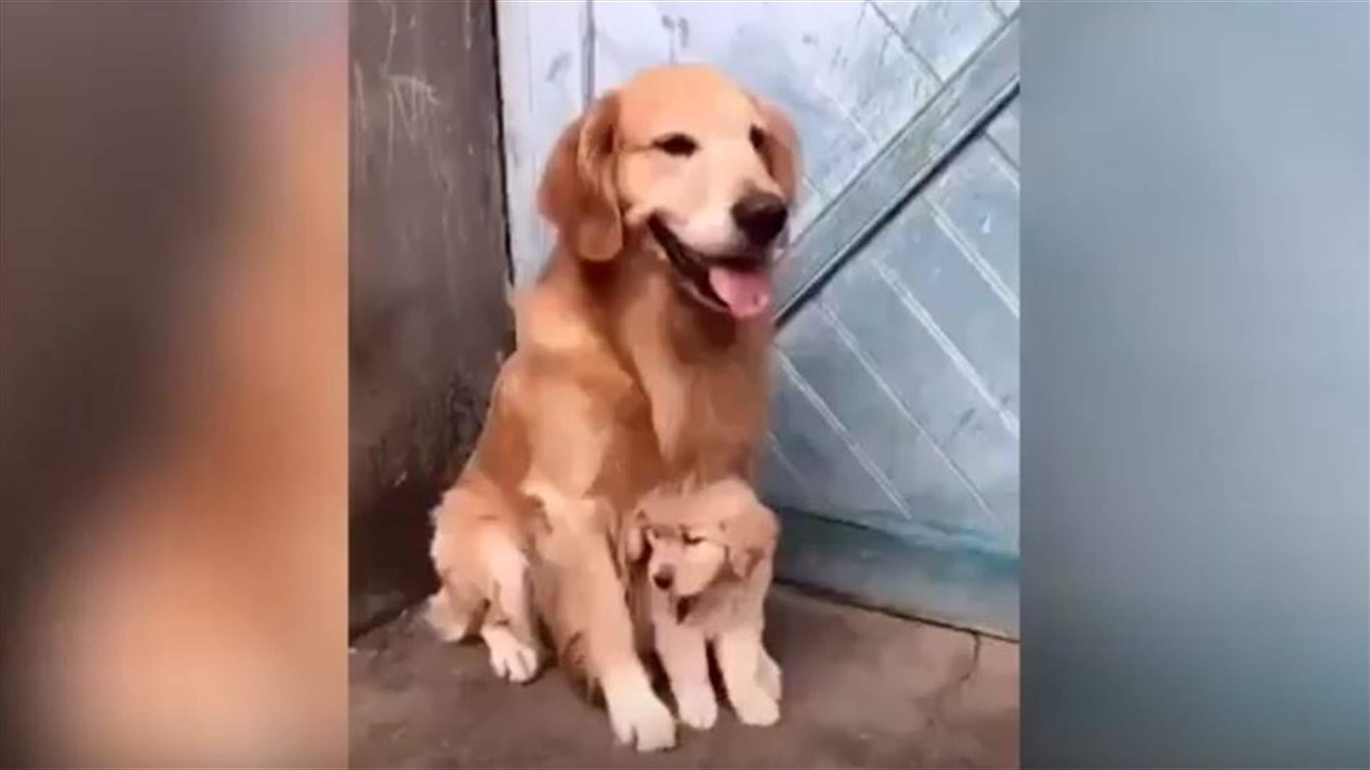 فيديو يحبس الأنفاس... شاهدوا كيف حمت هذه الكلبة صغيرها!