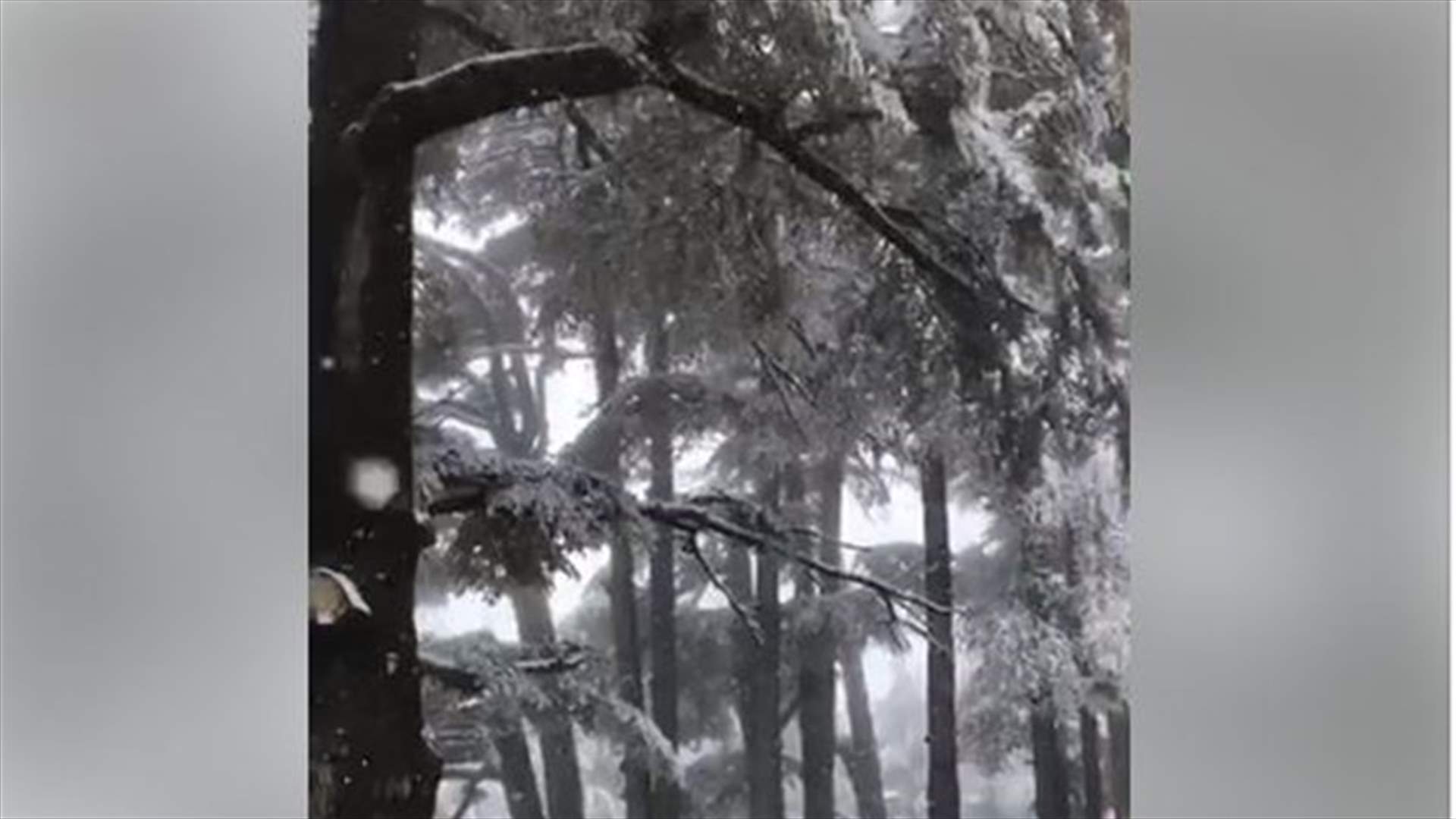 بالفيديو- الثلوج تغطي غابة الارز