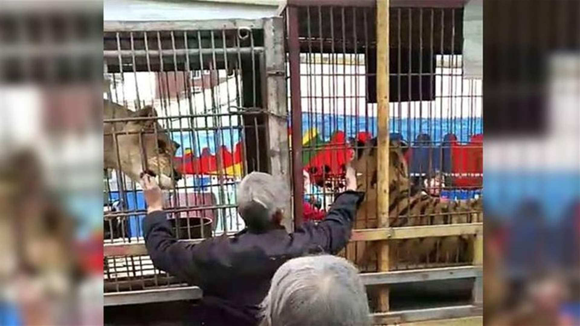 بالفيديو- مد يده لإطعام النمر...ما حدث بعدها مأساوي!