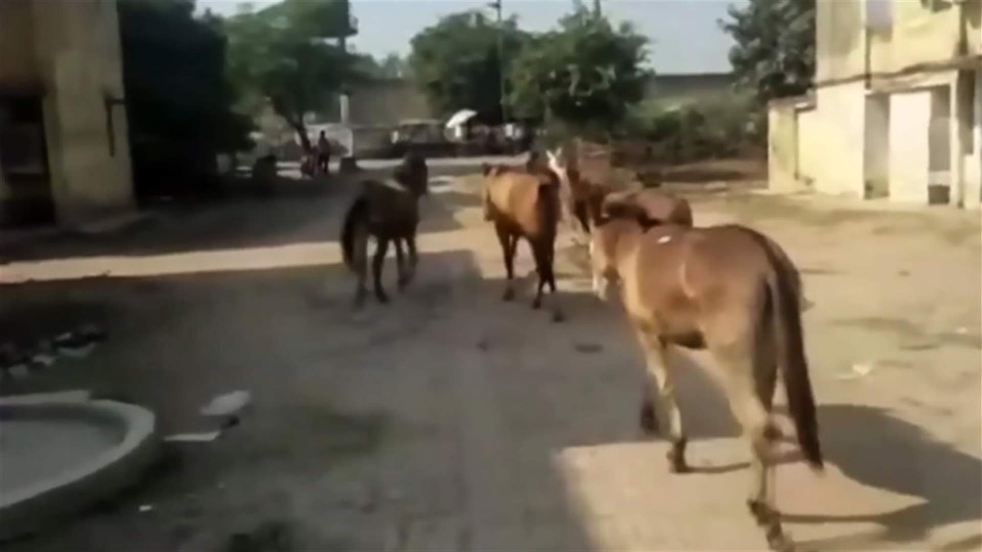 Donkeys Jailed For Eating Plants Outside Prison
