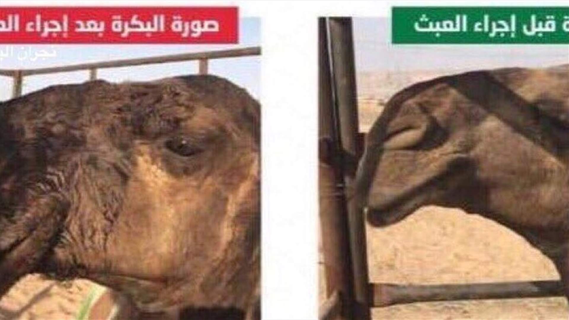 ضبط طبيب بيطري يُجري عمليات تجميل للإبل