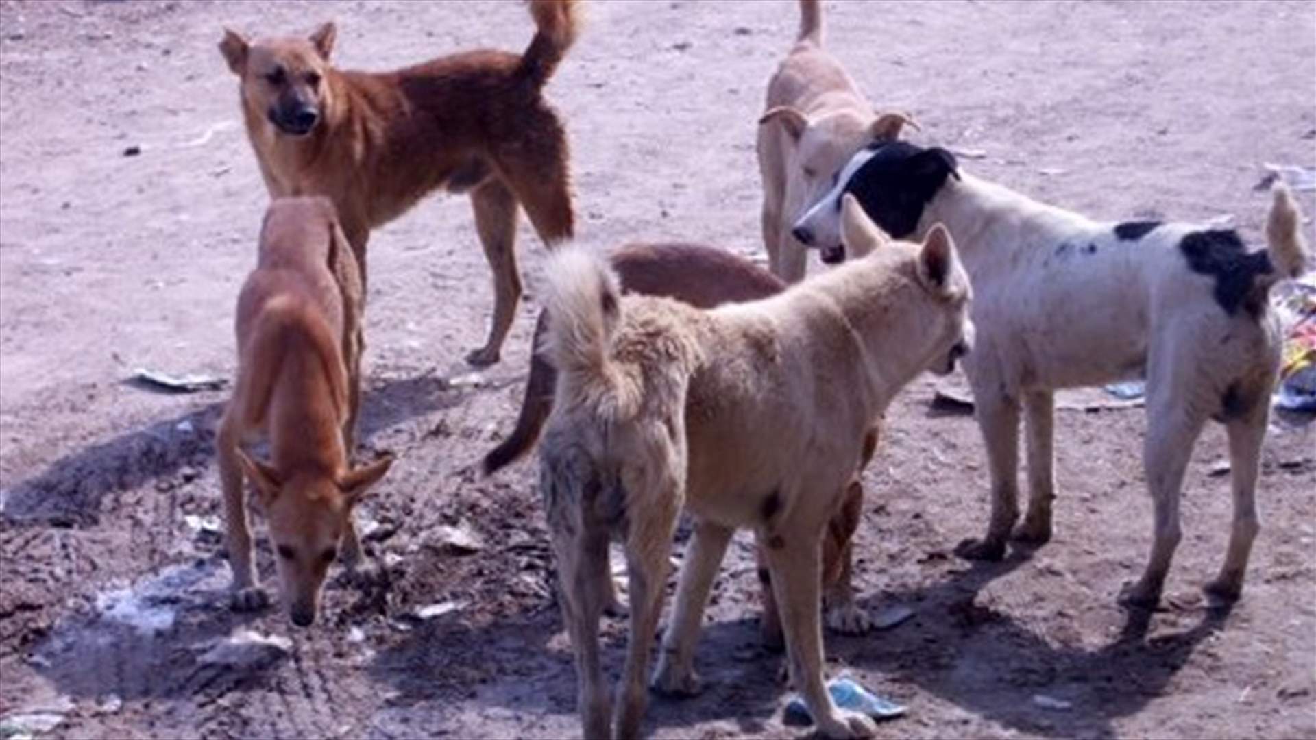 بلدية رحبة توضح...هذه هي حقيقة نفوق عدد من الكلاب