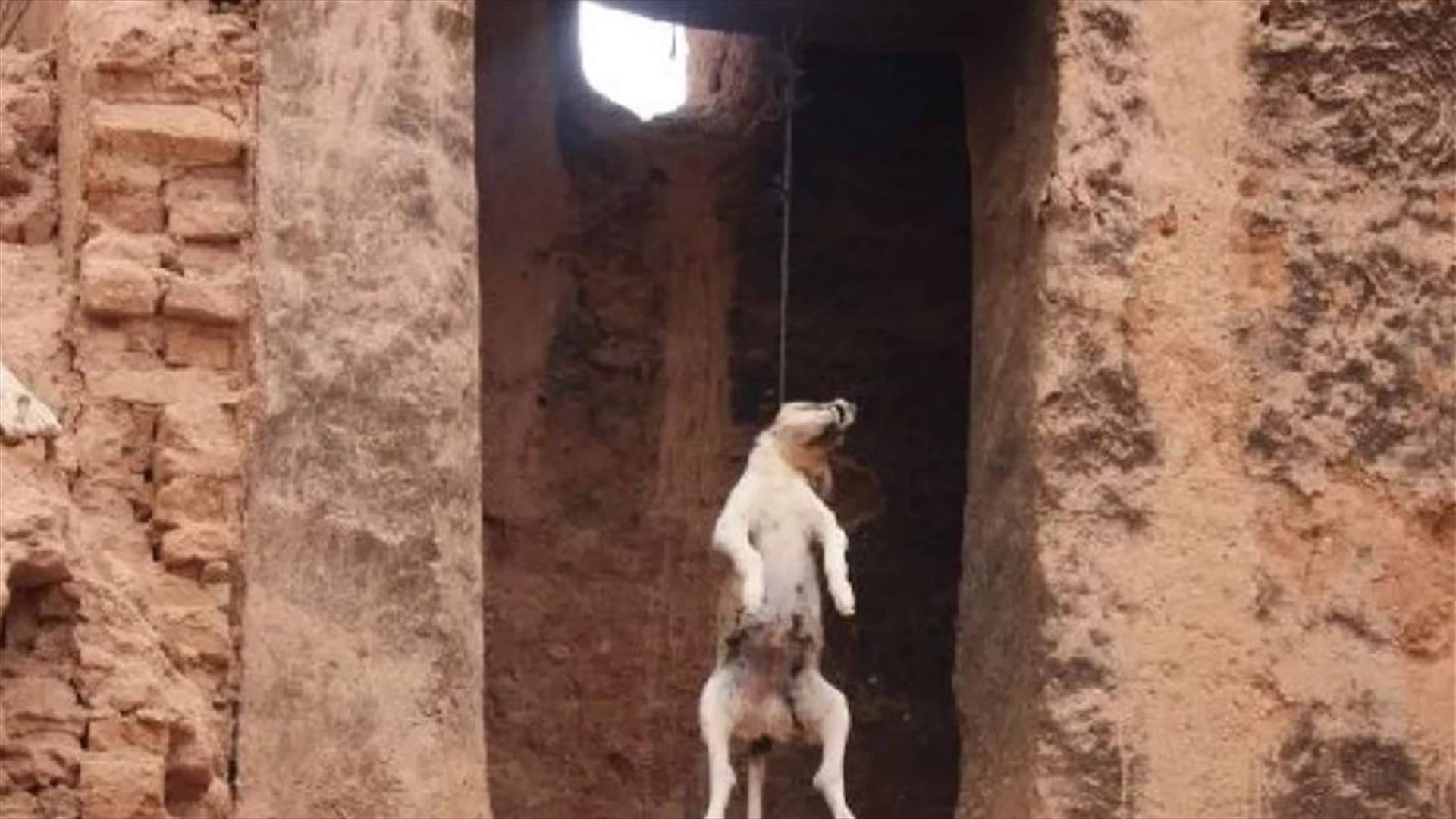 بعد حادثة الغبيري... قتل كلب شنقا والاعتداء بالضرب على صاحبته