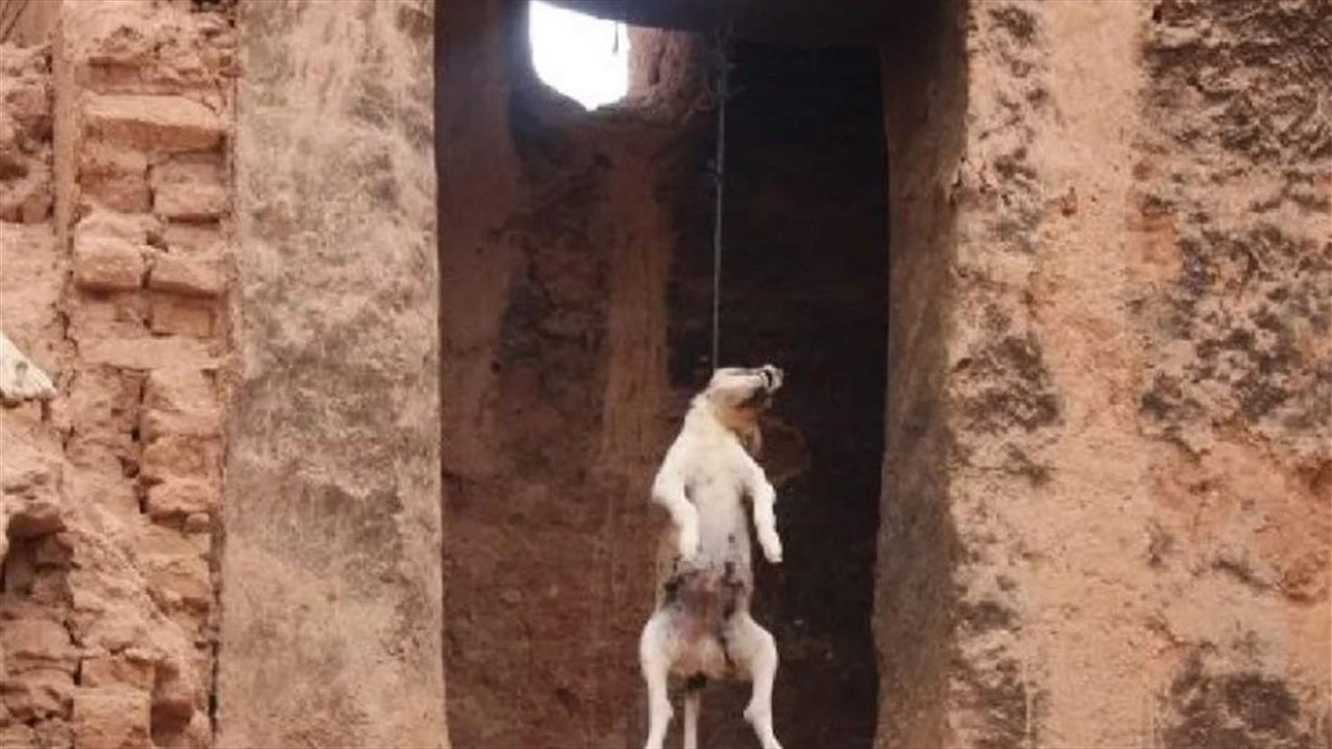 Dog hanged, owner beaten in a southern town in Tyre