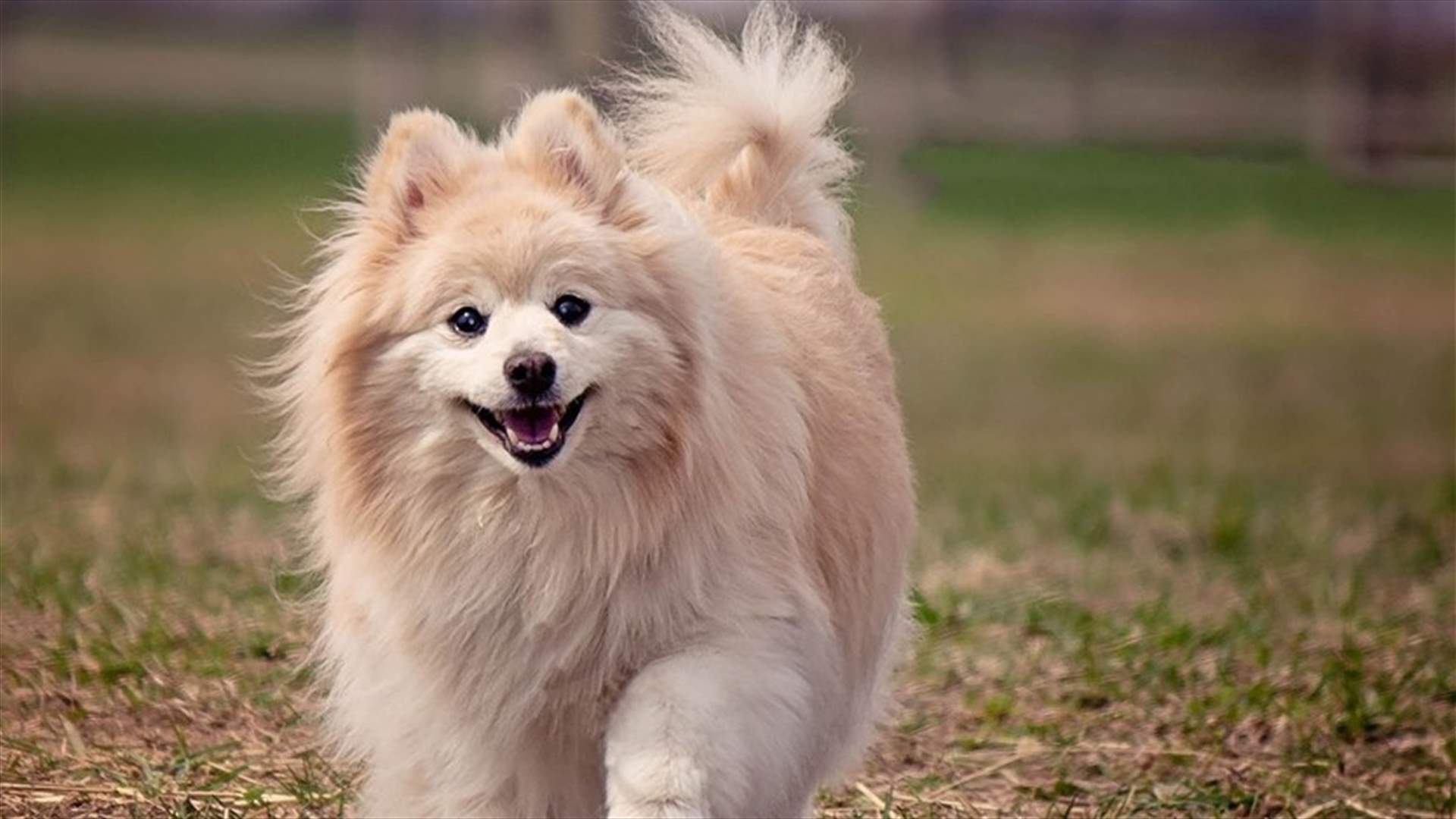 موقع مجلة Pet talk: جريمة جديدة بحق الكلاب... رجل يغتصب كلبة في خلدة