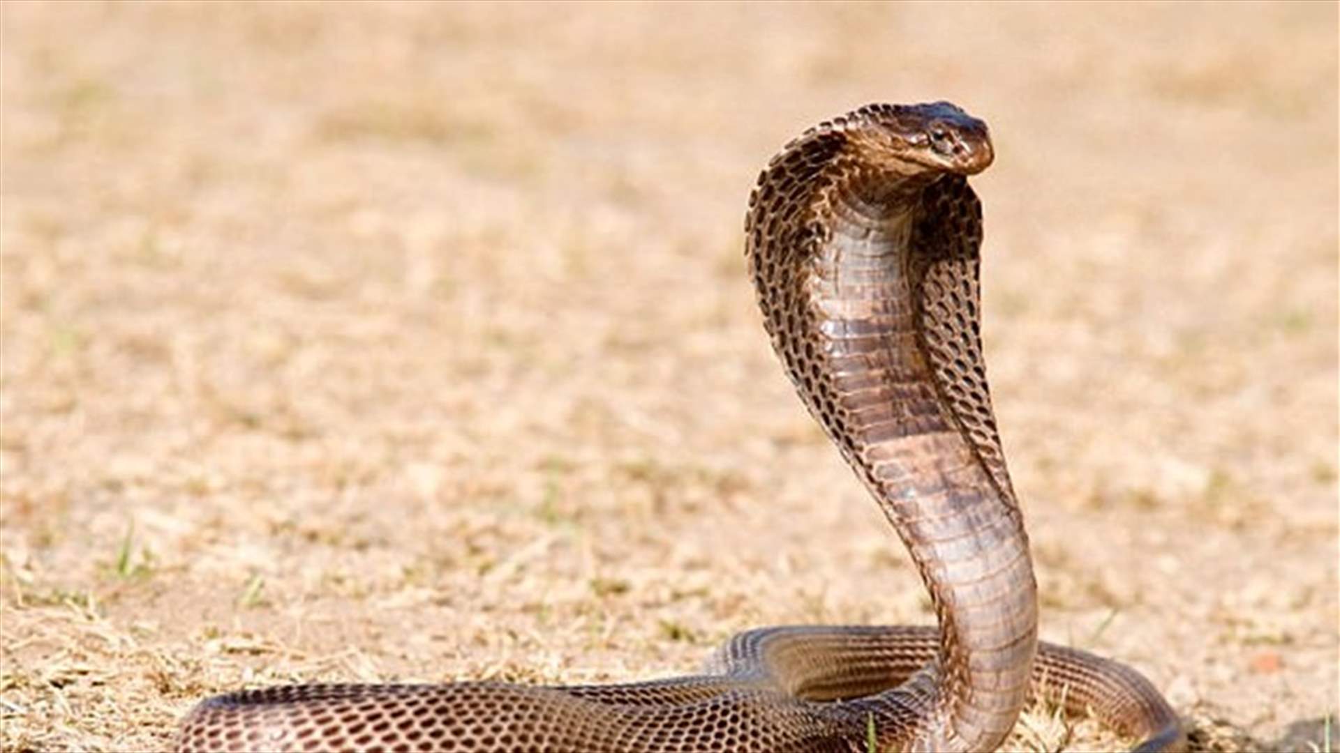 60 حالة تسمّم بعد تناول لحم البقر... ما علاقة الكوبرا؟
