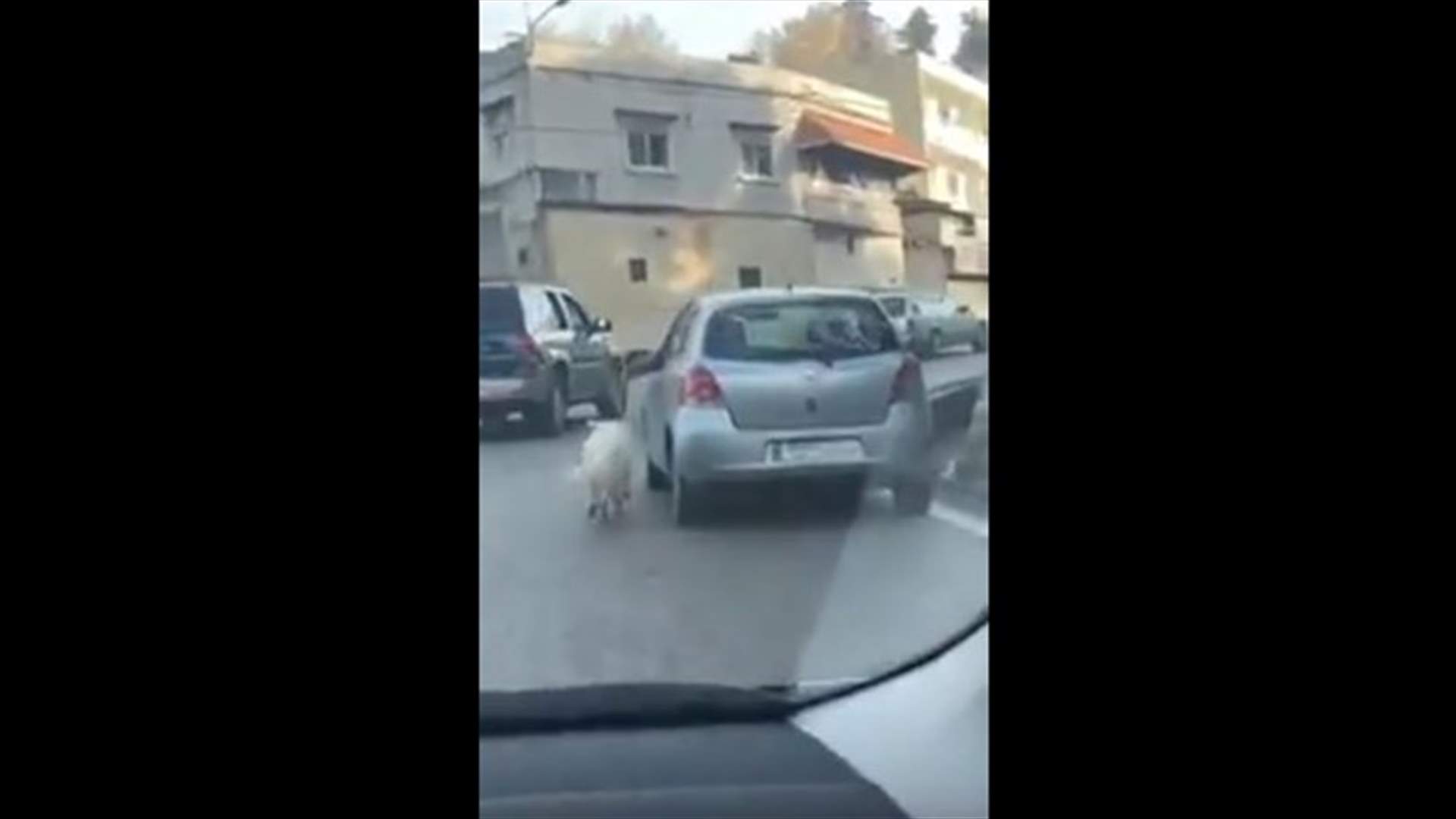 بعد انتشار فيديو يظهر أحد الاشخاص يقوم بجر "كلب" بجانب سيارته... هذا ما اعلنته قوى الامن الداخلي!