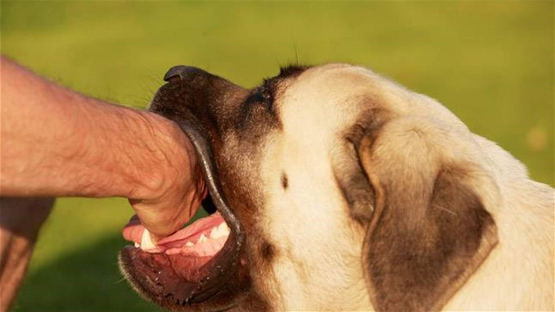 داء الكلب... ما هي سبل الوقاية منه؟