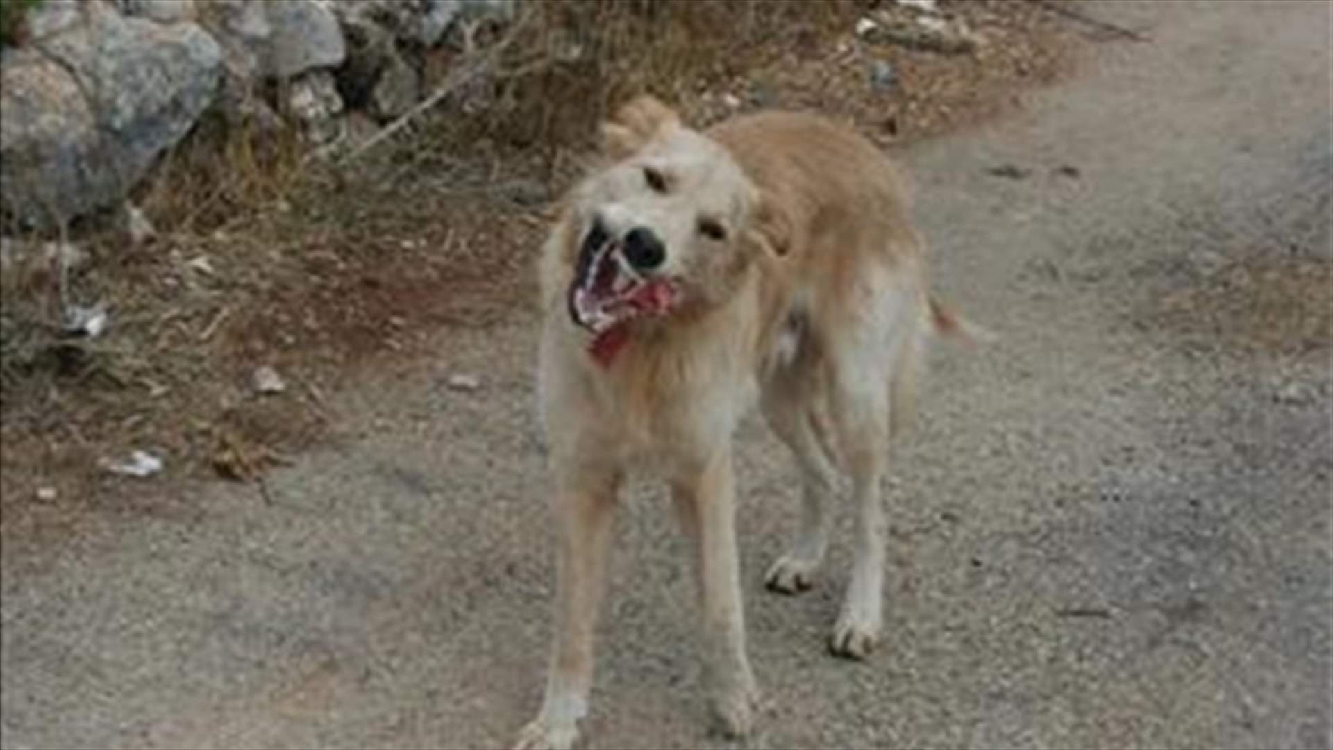 كلب شارد يهجم على عامل في صيدا...وهذا ما حصل