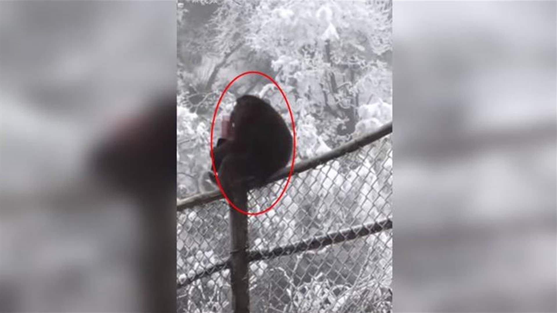 بالفيديو- قرد يسرق محفظة سائح... شاهدوا ماذا فعل بالنقود!
