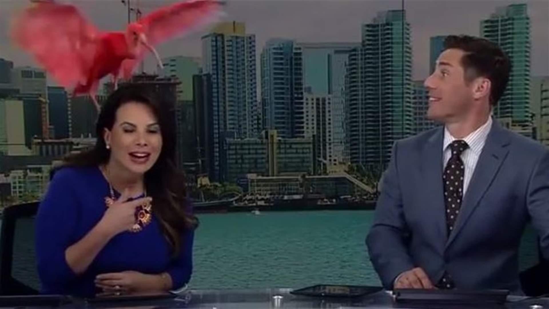 بالفيديو- طائر يهاجم مذيعة أخبار داخل الاستديو مباشرةً على الهواء