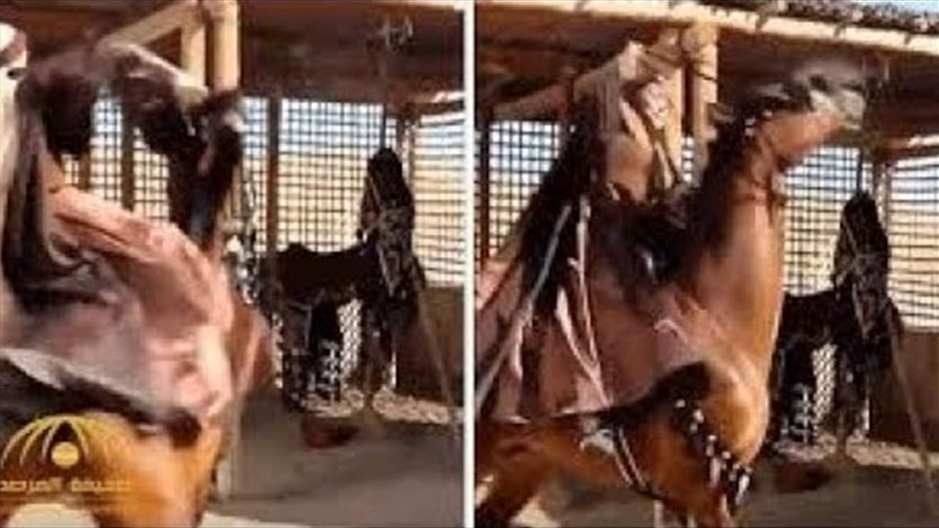بالفيديو: ممثلة سورية تمتطي حصاناً ثائراً.. سقطت من على ظهره في مشهدٍ مروع!