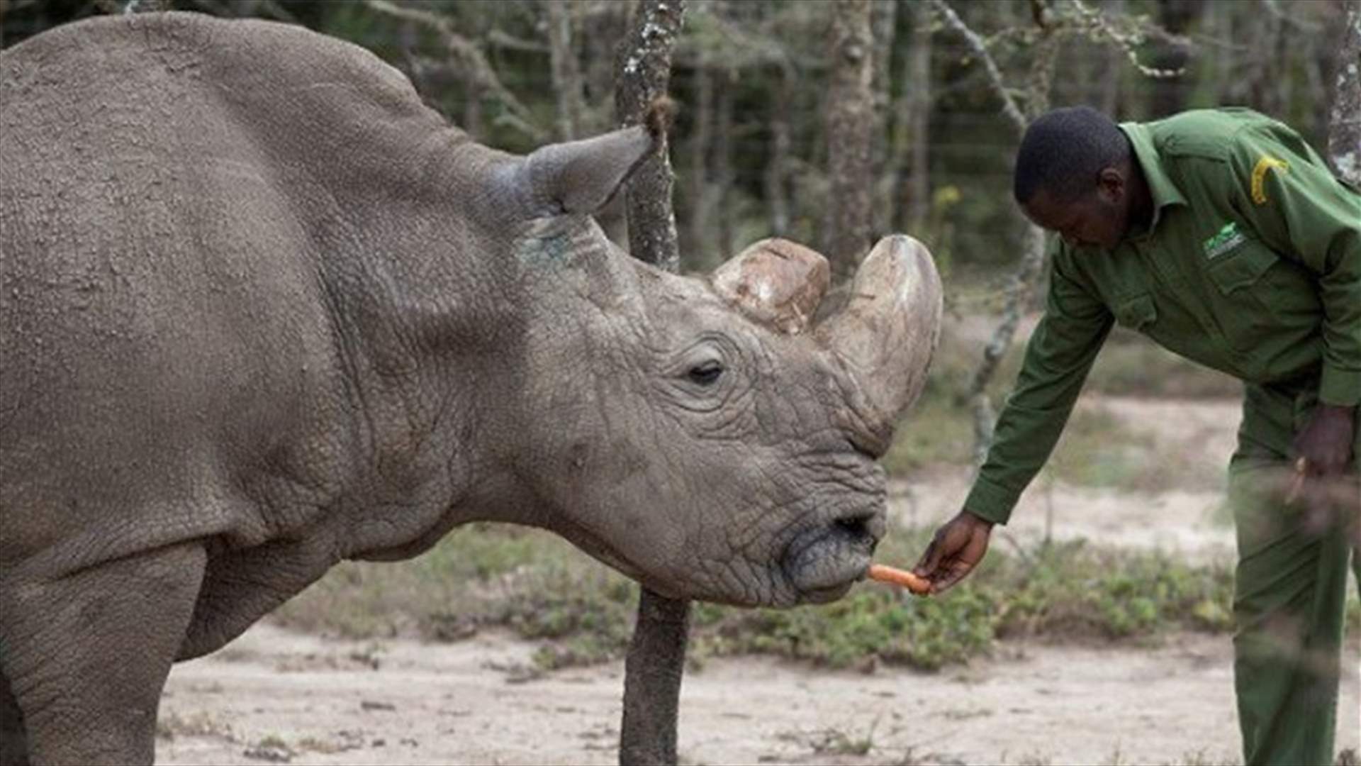 World&#39;s Last Male Northern White Rhino Dies