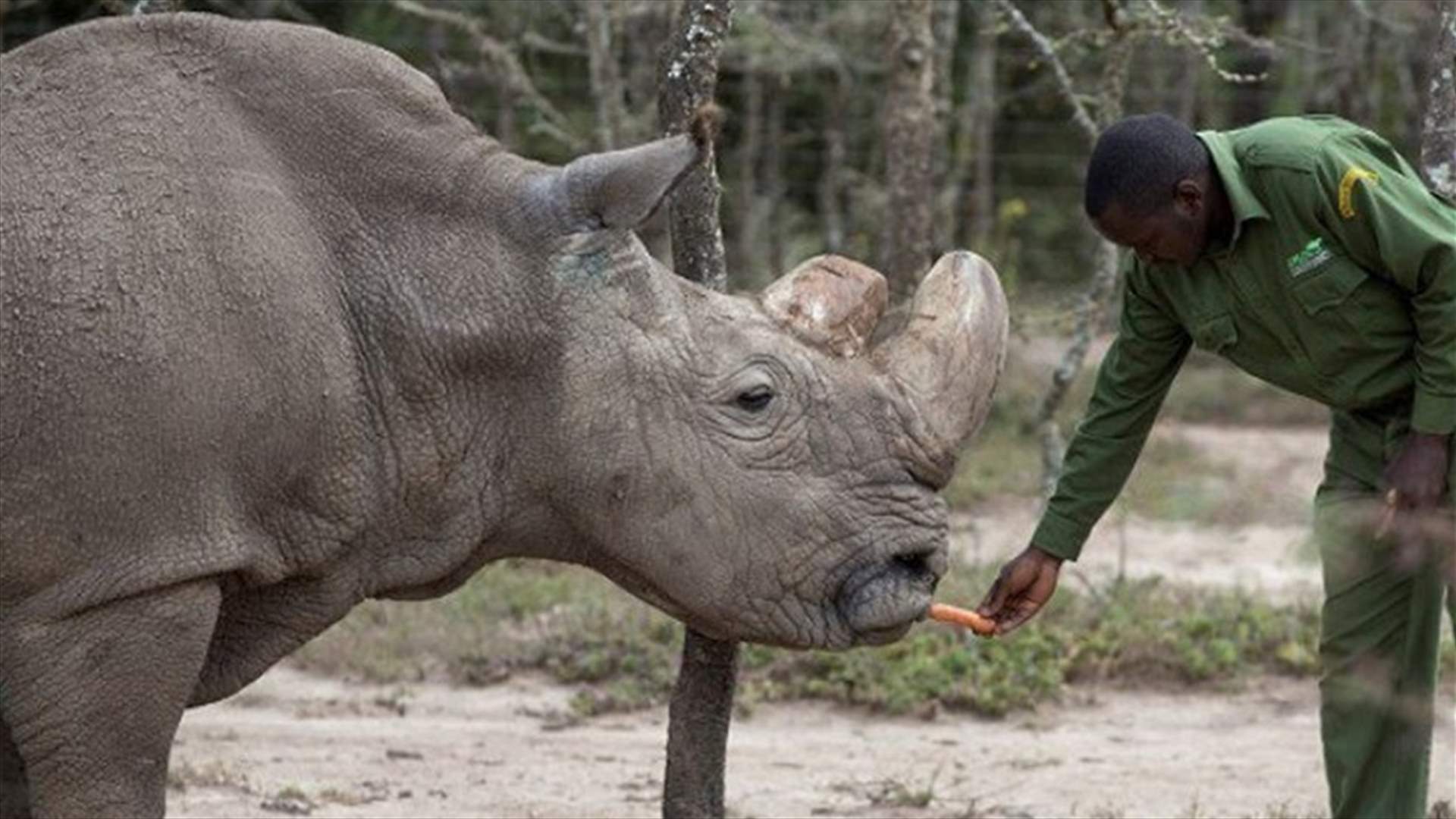 World's Last Male Northern White Rhino Dies