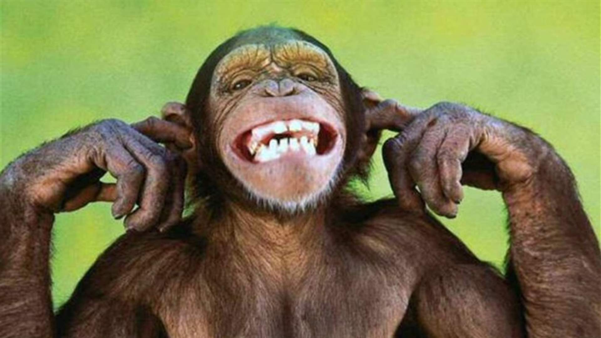 فيديو لقرد بوجهٍ بشري يجتاح الانترنت... وأكثر من مليون مشاهدة!