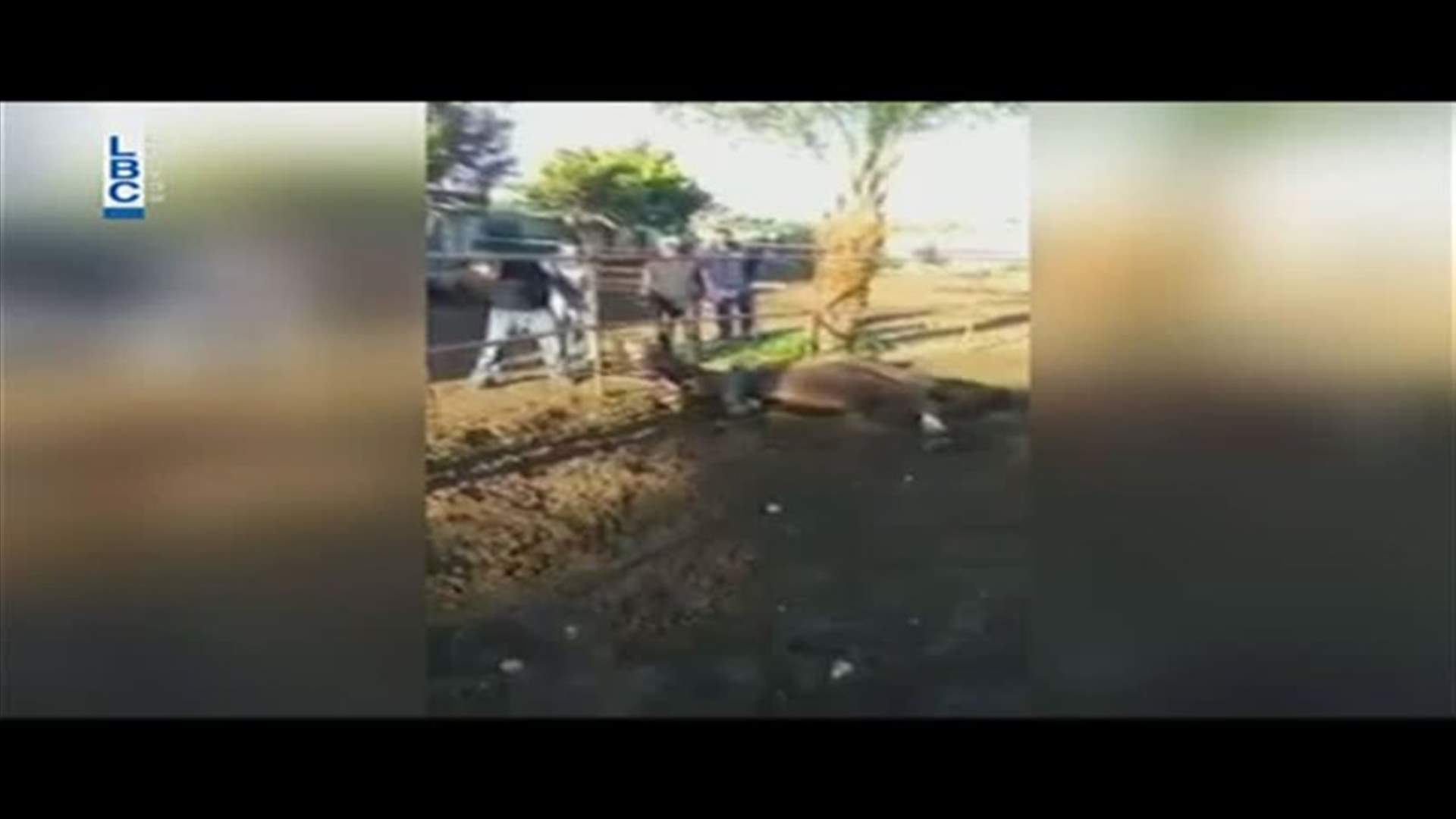 بعد تعذيبه الحصان بواسطة آلة حادة... قوى الأمن توقف الفاعل