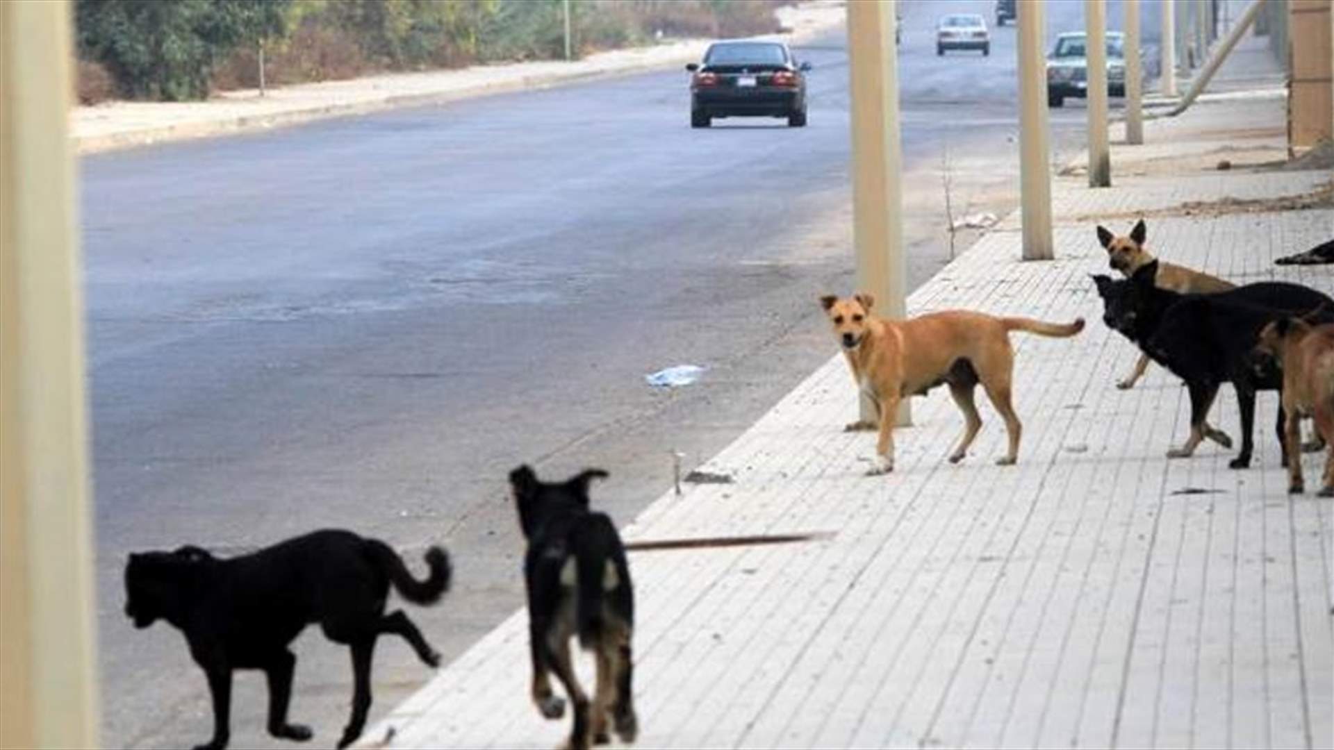 وزارة الصحة تحذر مجدداً من ارتفاع عدد المتعرضين لعضات كلاب