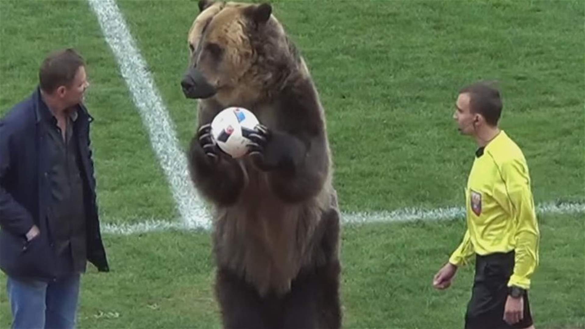 فيديو يثير البلبلة لدبّ يفتتح مباراة كرة قدم ... قبل أسابيع من كأس العالم