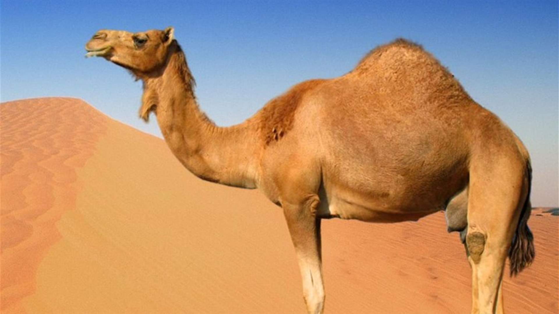 بالفيديو – سعودي يتجول داخل المجمع التجاري مع الجمل!