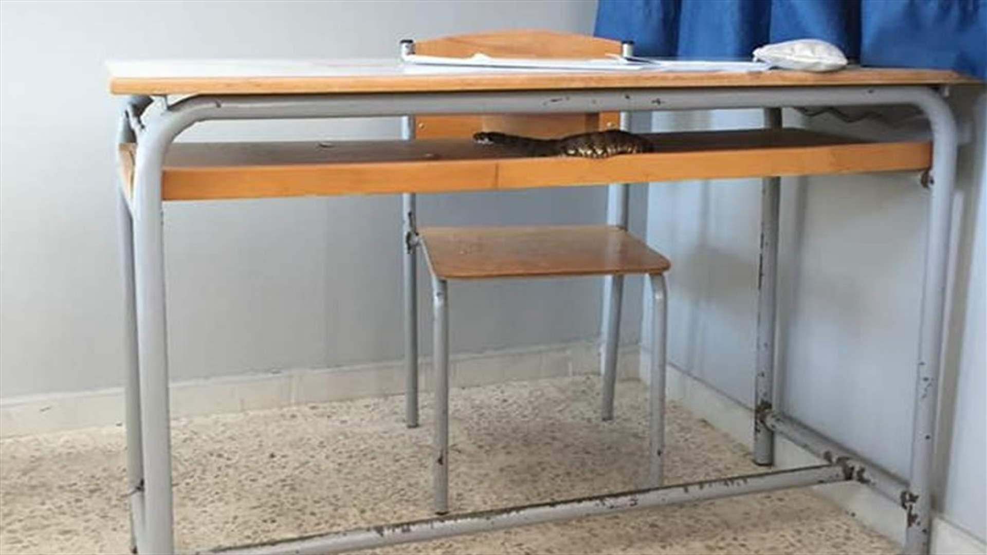 بالصور- افعى داخل ثانوية في الجنوب