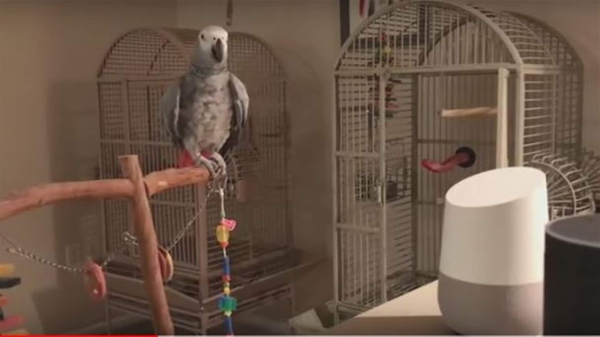 فيديو طريف لببغاء يتحدث مع مساعد صوتي ذكي... ماذا طلب؟