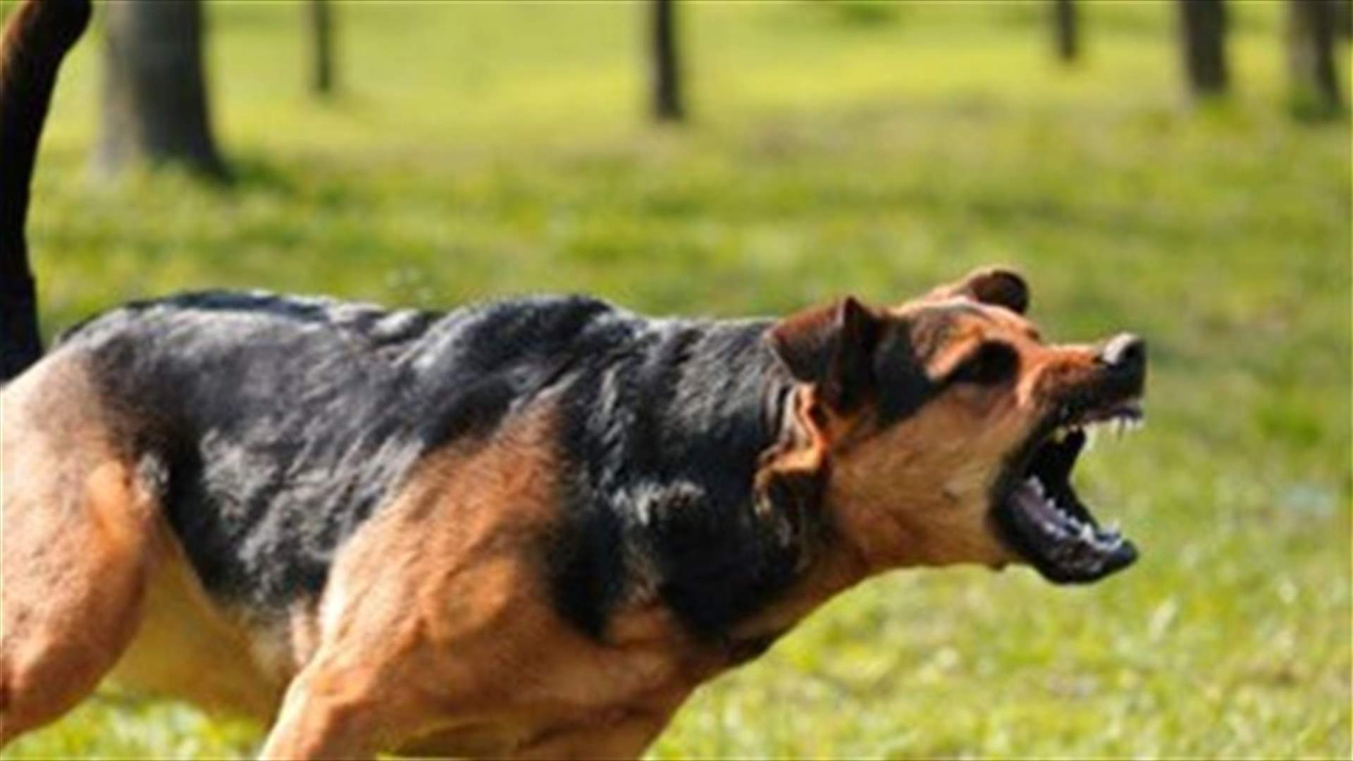 Stray dog injures 6 people in Nabatieh