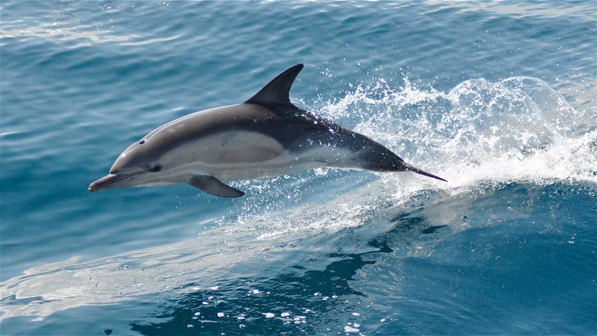 [VIDEO] A dolphin spotted off Marina Dbayeh coast