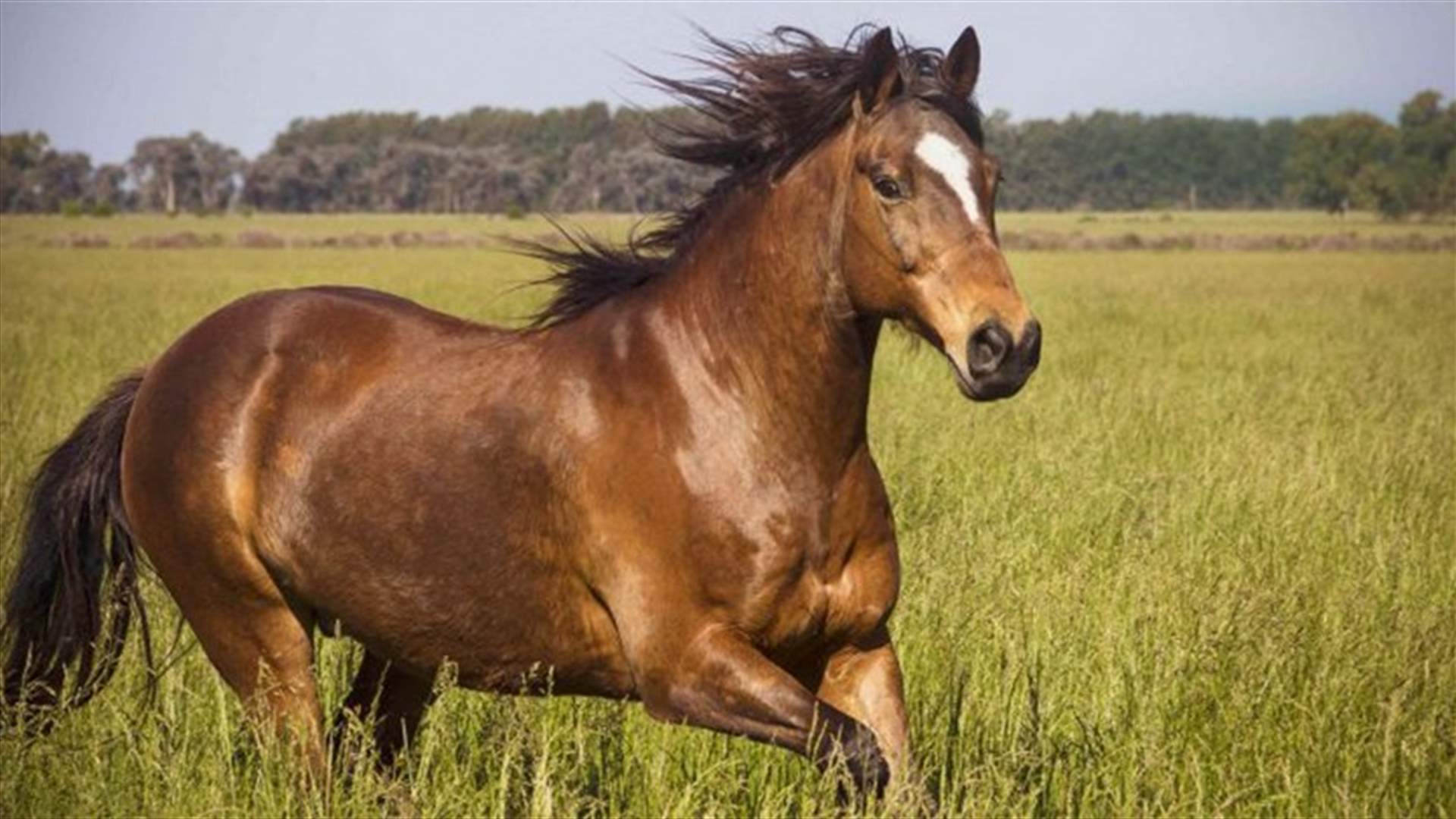 بلدية بيروت: زيادة عدد الرواد الى ميدان سباق الخيل
