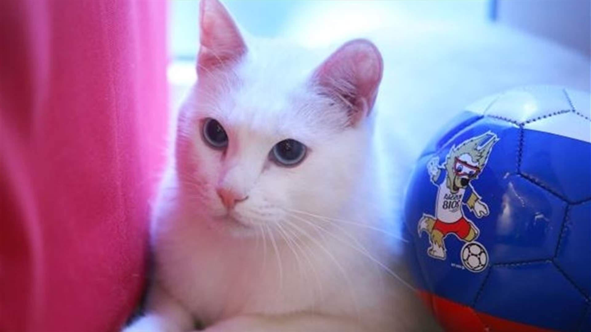 Achilles The Cat Trains Mind And Body For Role As World Cup Psychic