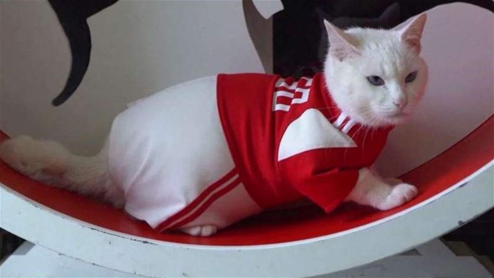 قط روسي يتنبأ بنتائج مباريات كأس العالم...هل سيصيب؟