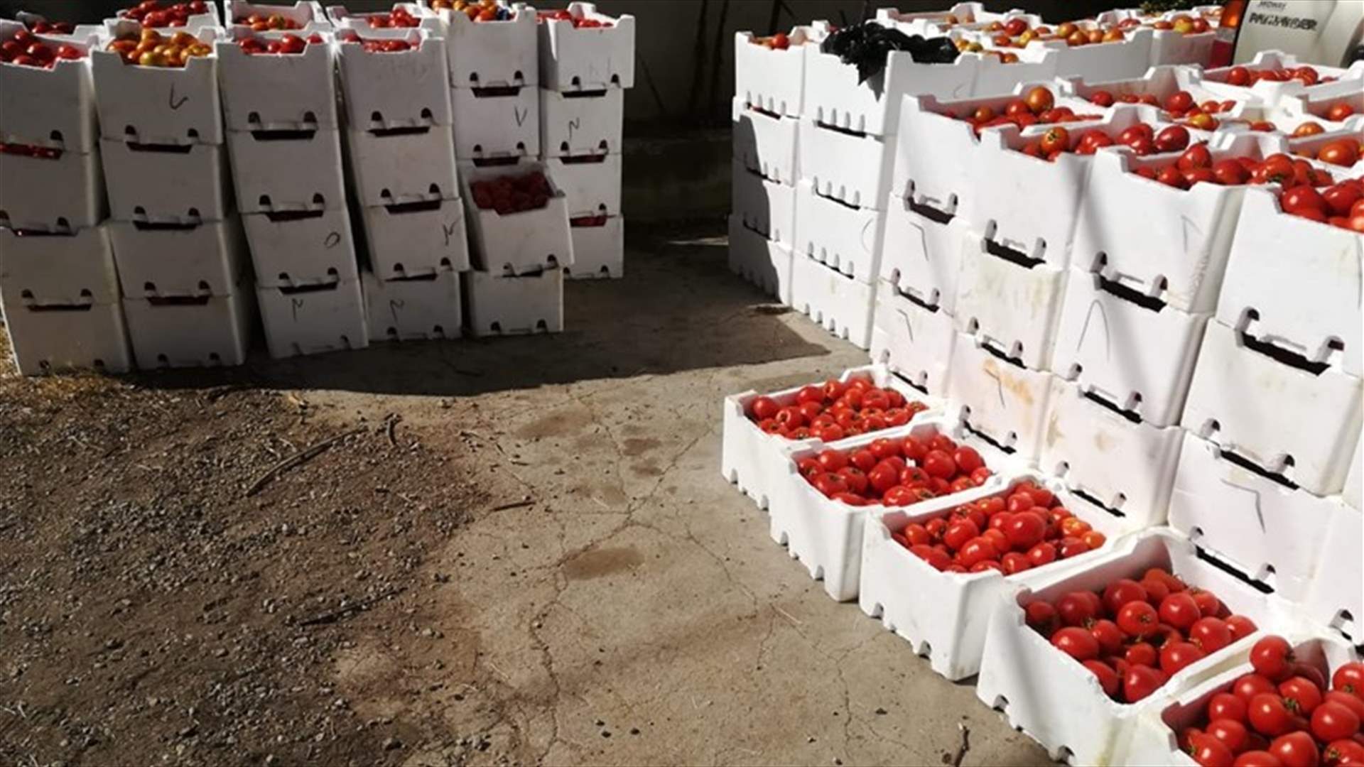 الضابطة الجمركية في البقاع ضبطت أكثر من 3 اطنان من البندورة السورية في قب الياس