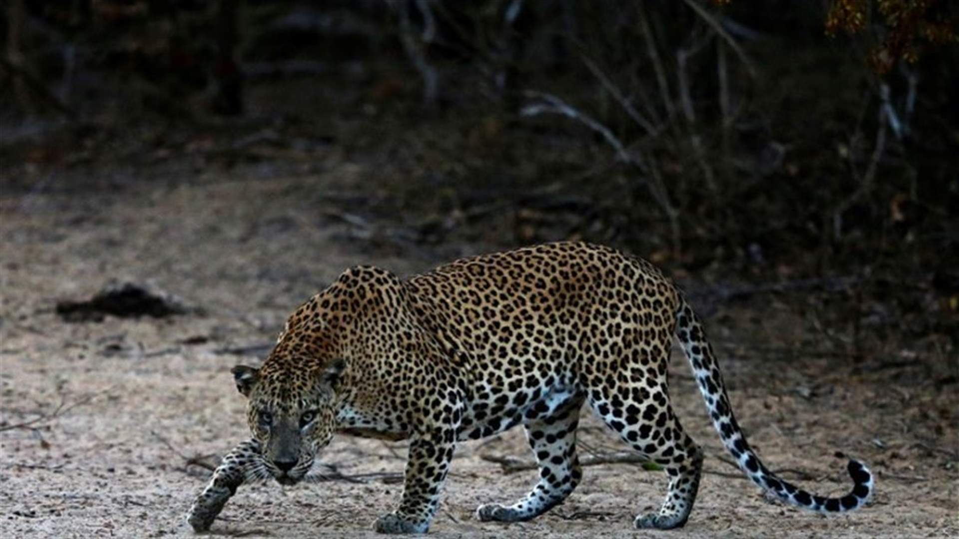 Sri Lankan court remands villagers in custody over beating to death of leopard