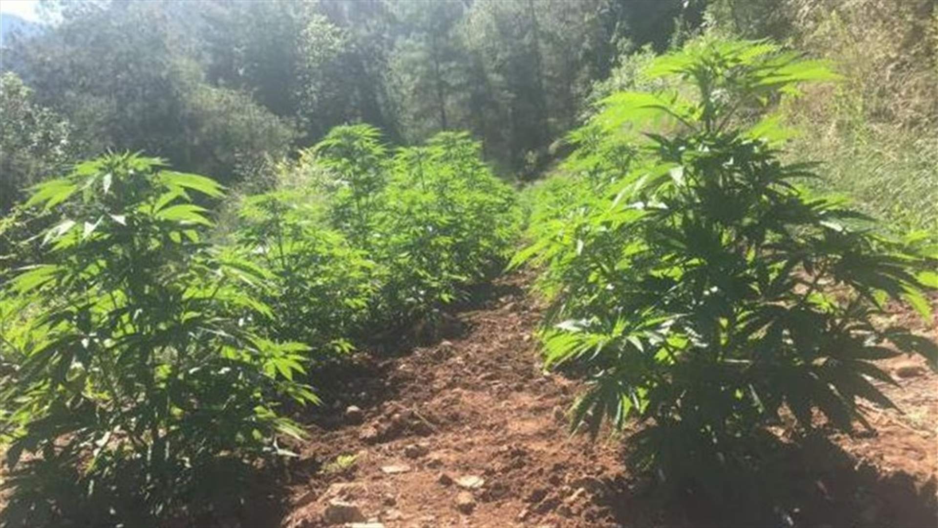 يزرع الماريجوانا ويروجها لطلاب الجامعات...
