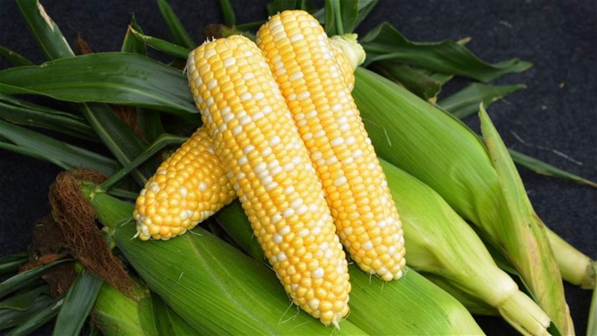 هذه هي فوائد الذرة الصحية