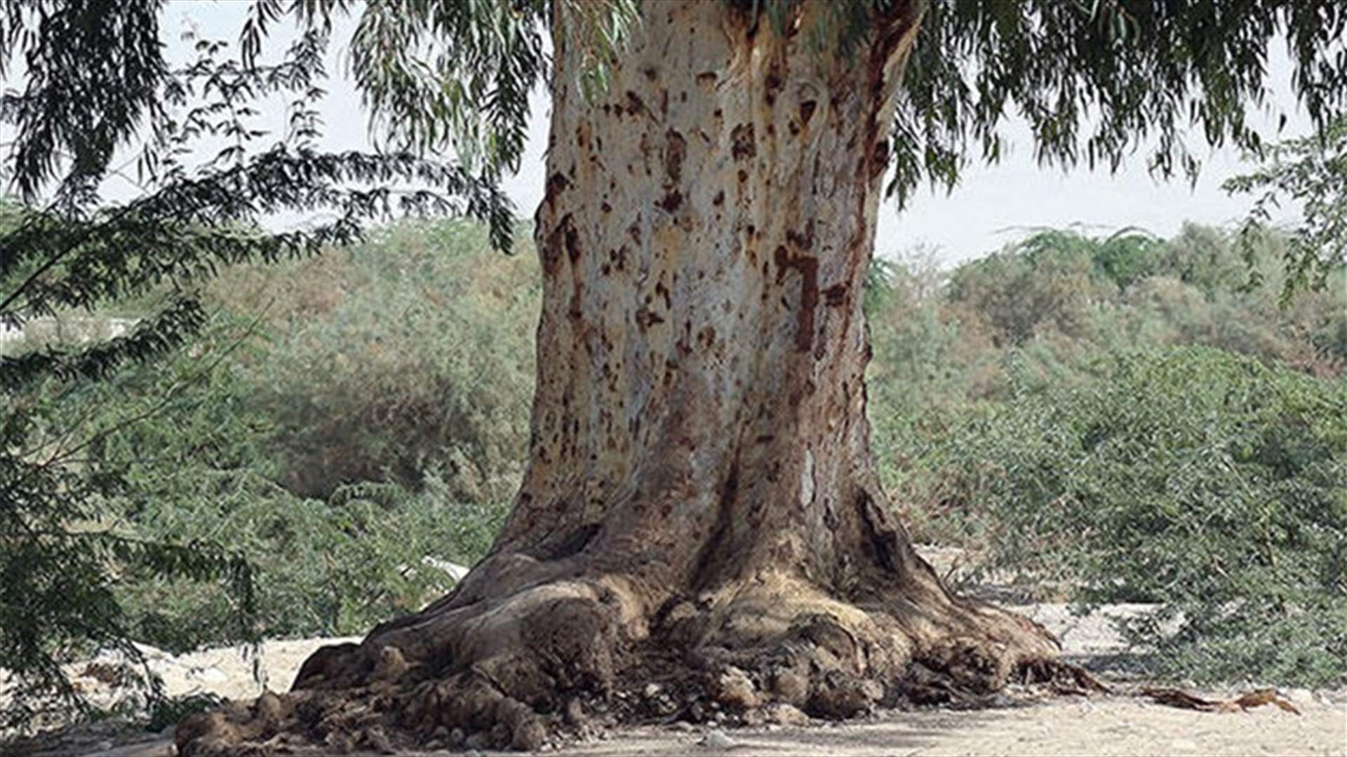 بالصورة - شجرة معمرة تسقط وتقطع الطريق في حي الرمل في صور