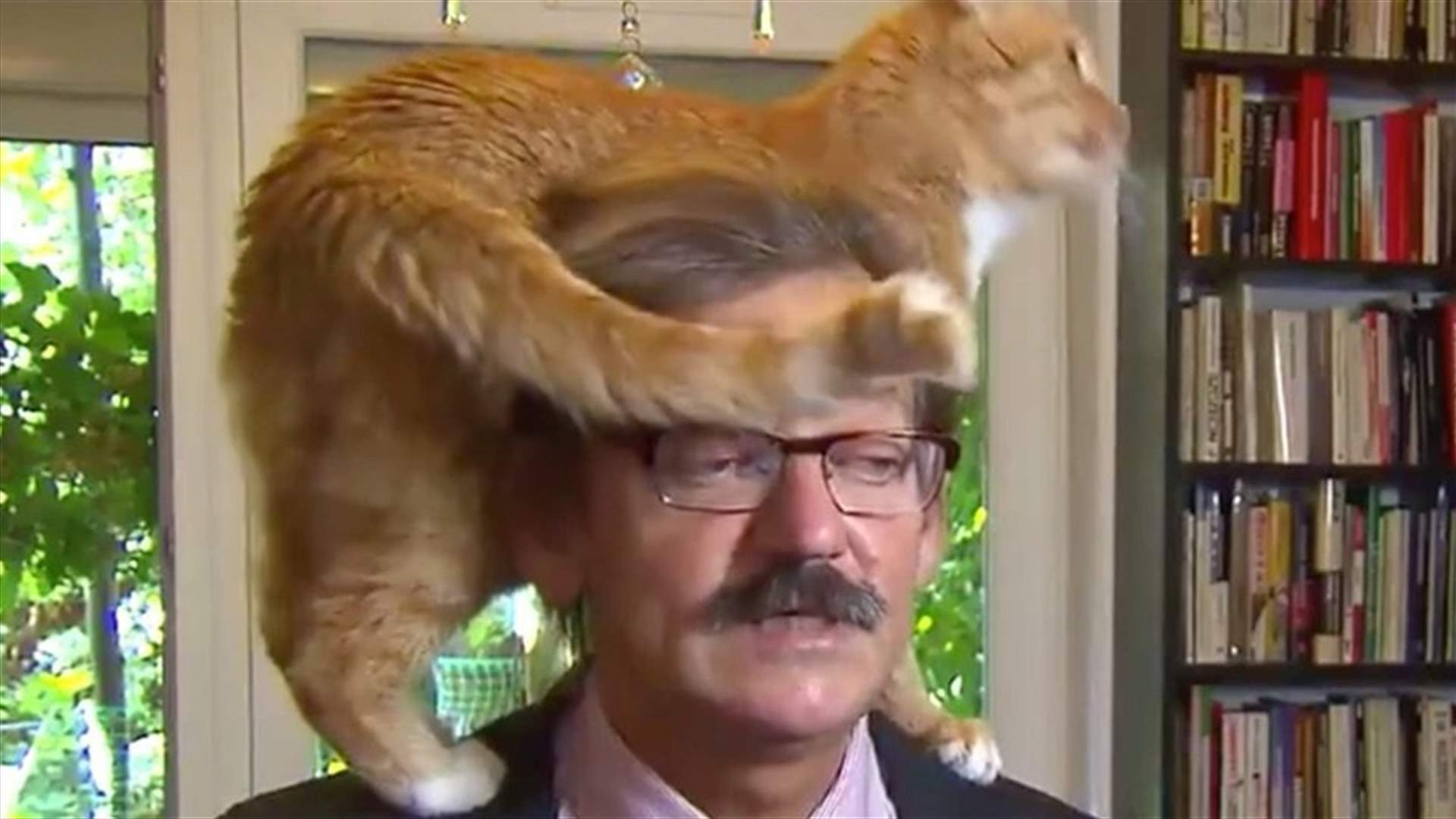 VIDEO – TV Expert’s Cat Climbs On His Head In The Middle Of Interview