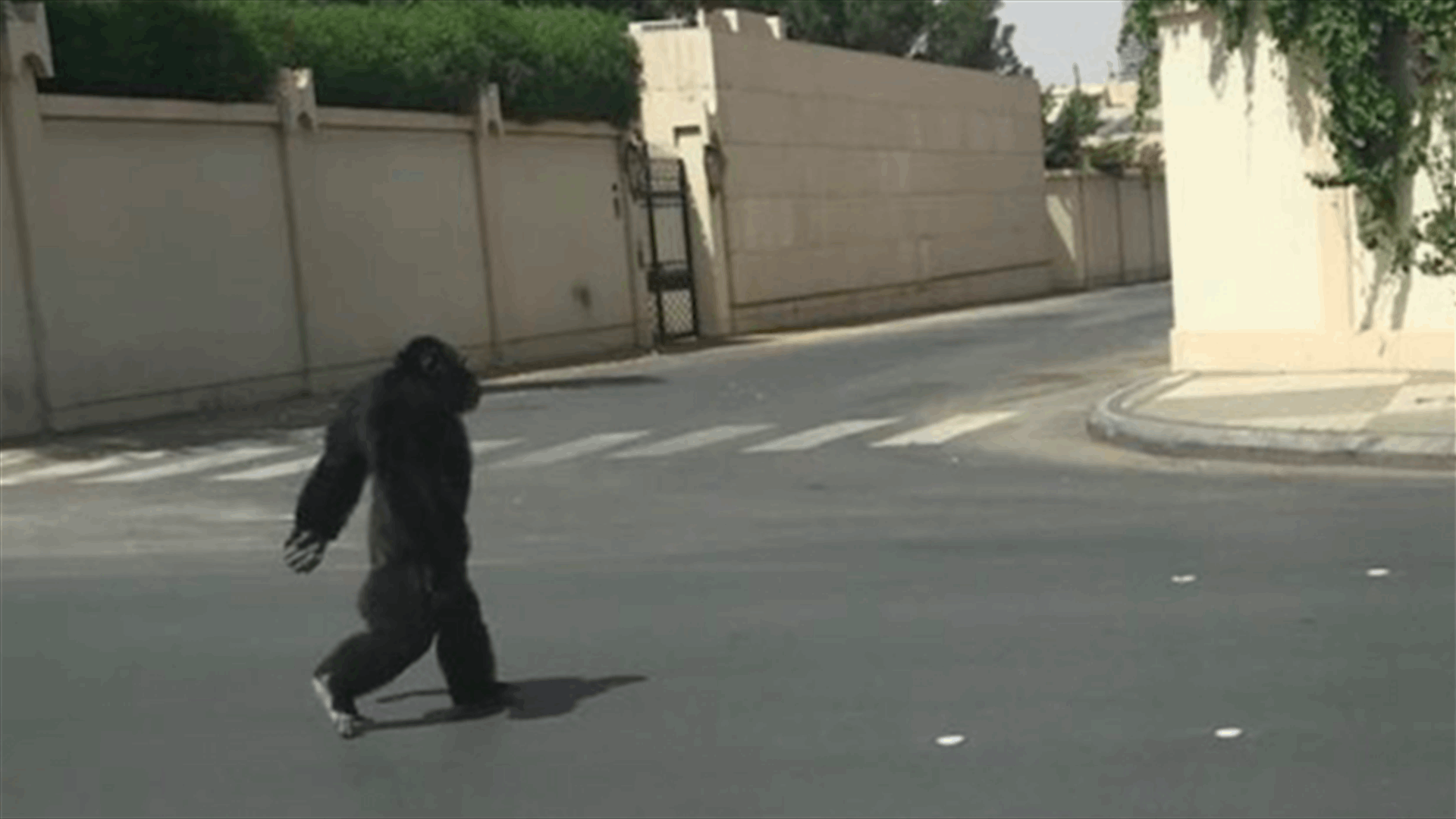 بالفيديو – غوريلا تتجّول في شوارع الرياض بكل حريّة