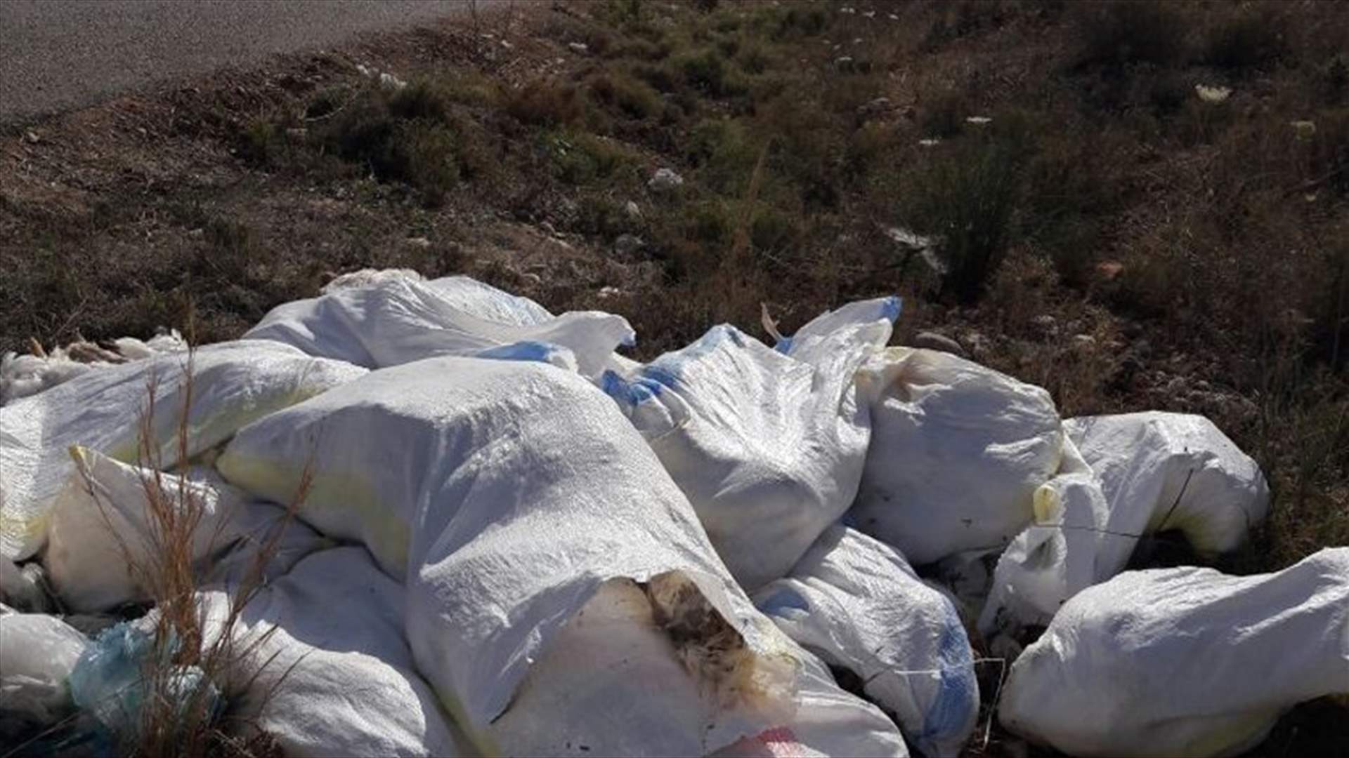 العثور على كميات من الدجاج النافق على طريق عيون السمك