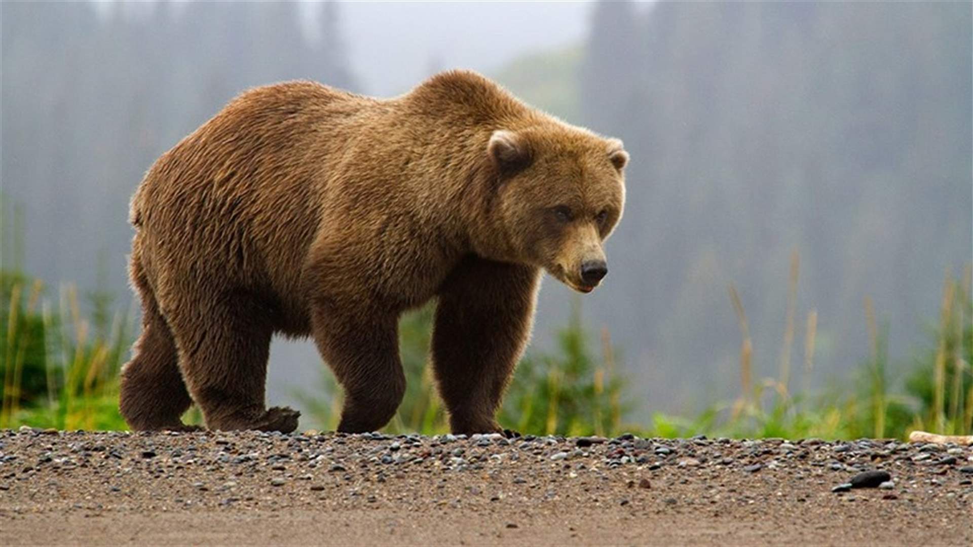 بالفيديو - كلاب تهاجم دبا وتجبره على الفرار