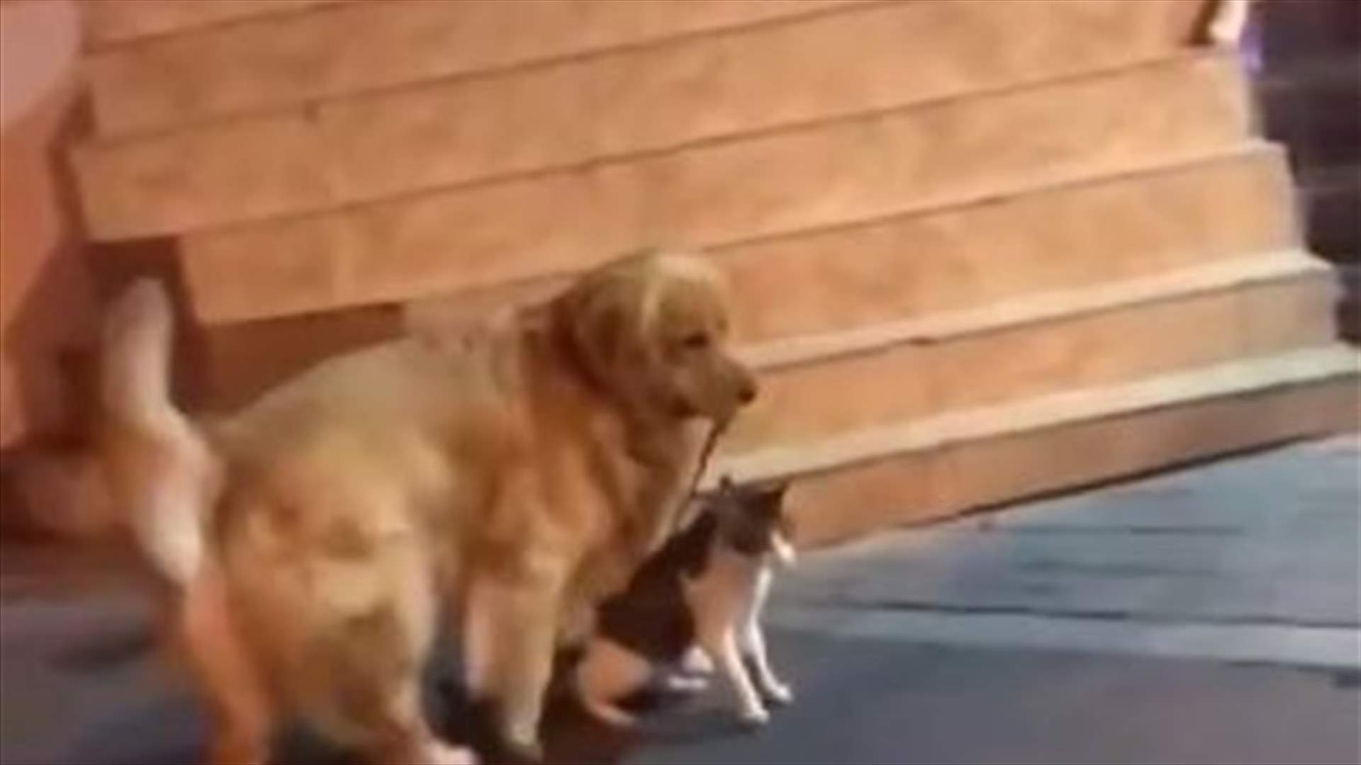 كلب يمنع صديقه الهرّ من الدخول في مشاجرة... والفيديو يسحر الإنترنت