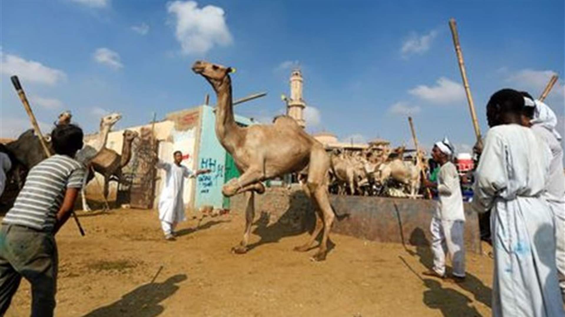 For some Egyptians, camels make a bigger and better Eid sacrifice