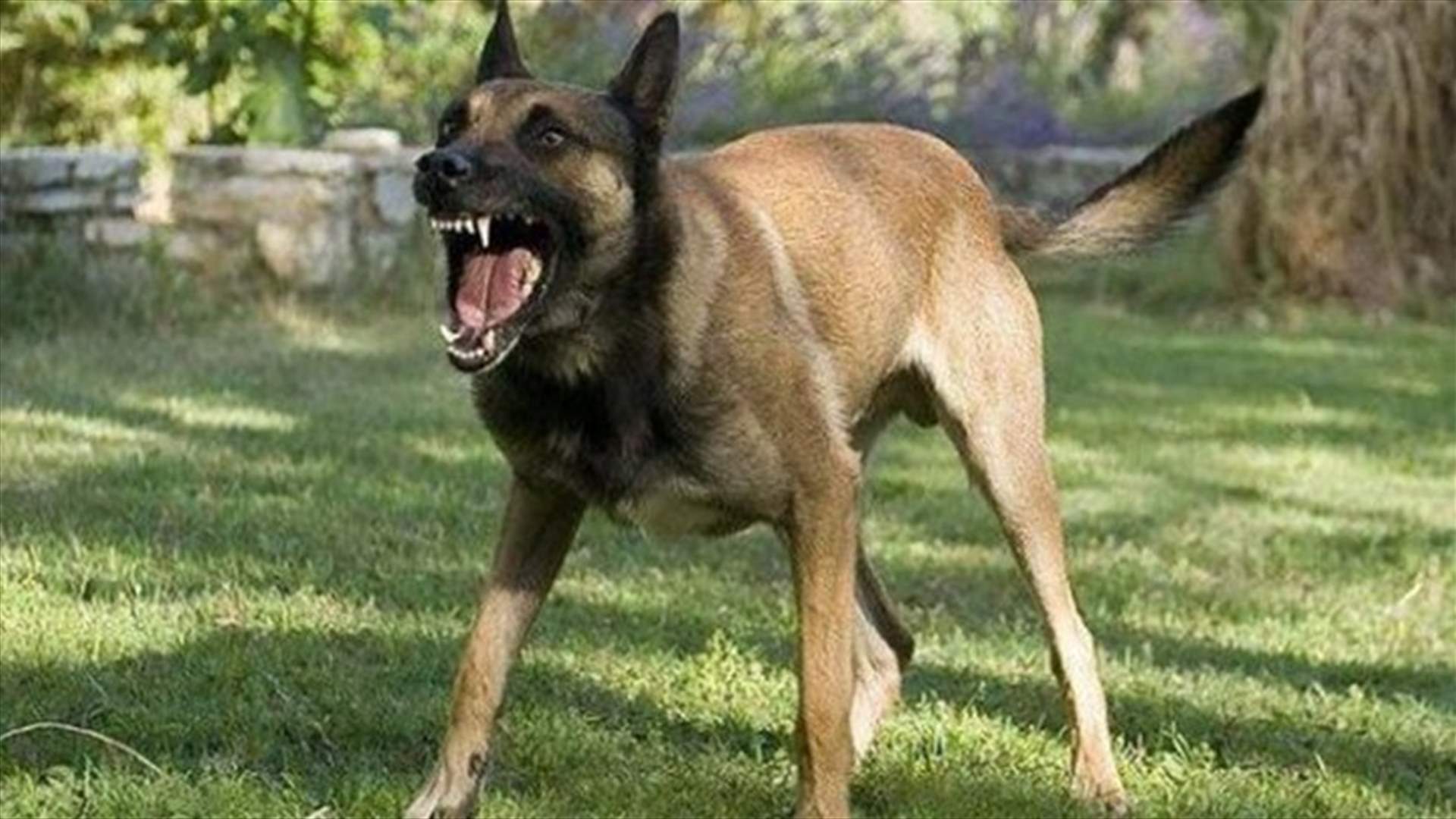 كلب مسعور يهاجم المواطنين بين البازورية والبرج الشمالي