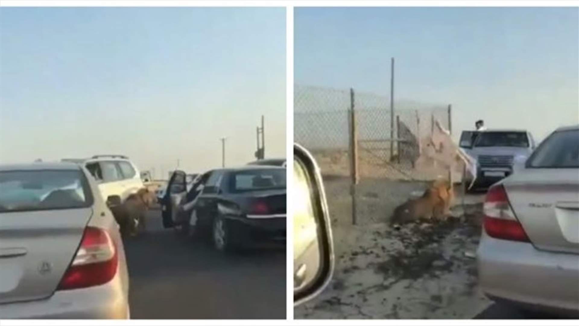 أسد هارب في الكويت يثير الرعب... فيديو يوثق الحادثة