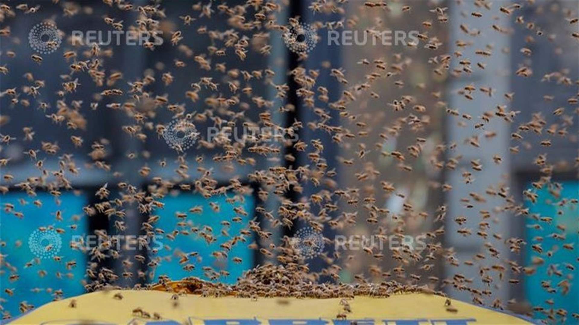 Bees besiege Times Square street, drawing swarm of tourists - PHOTOS